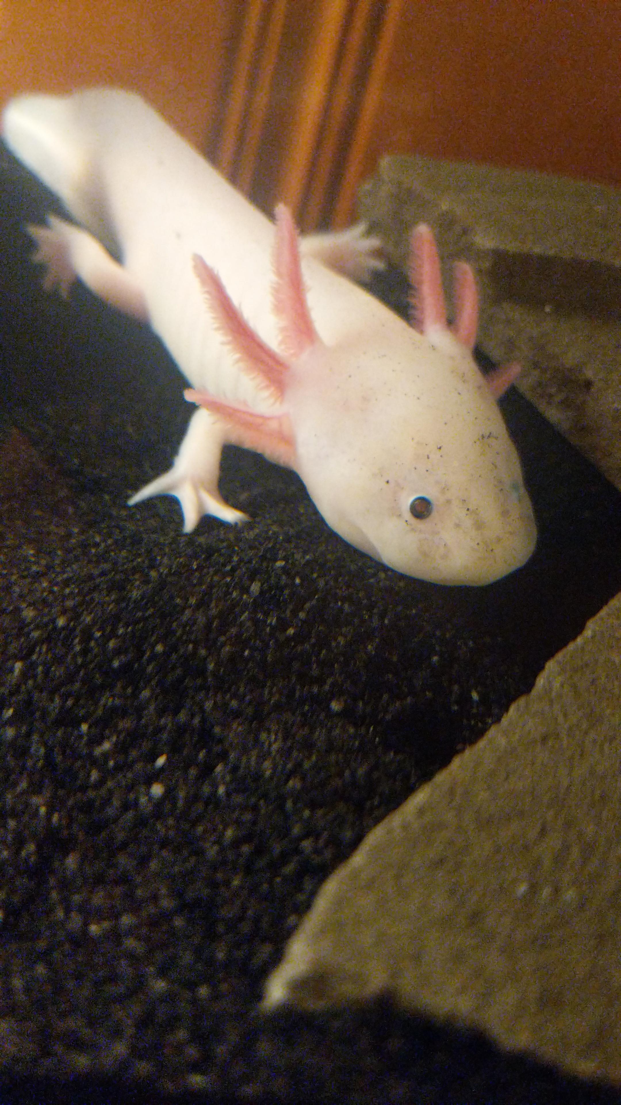 axolotl for sale petco - online discount shop for electronics apparel toys books games computers shoes jewelry watches baby products sports outdoors office products bed bath furniture tools hardware automotive on axolotl pet for sale petco