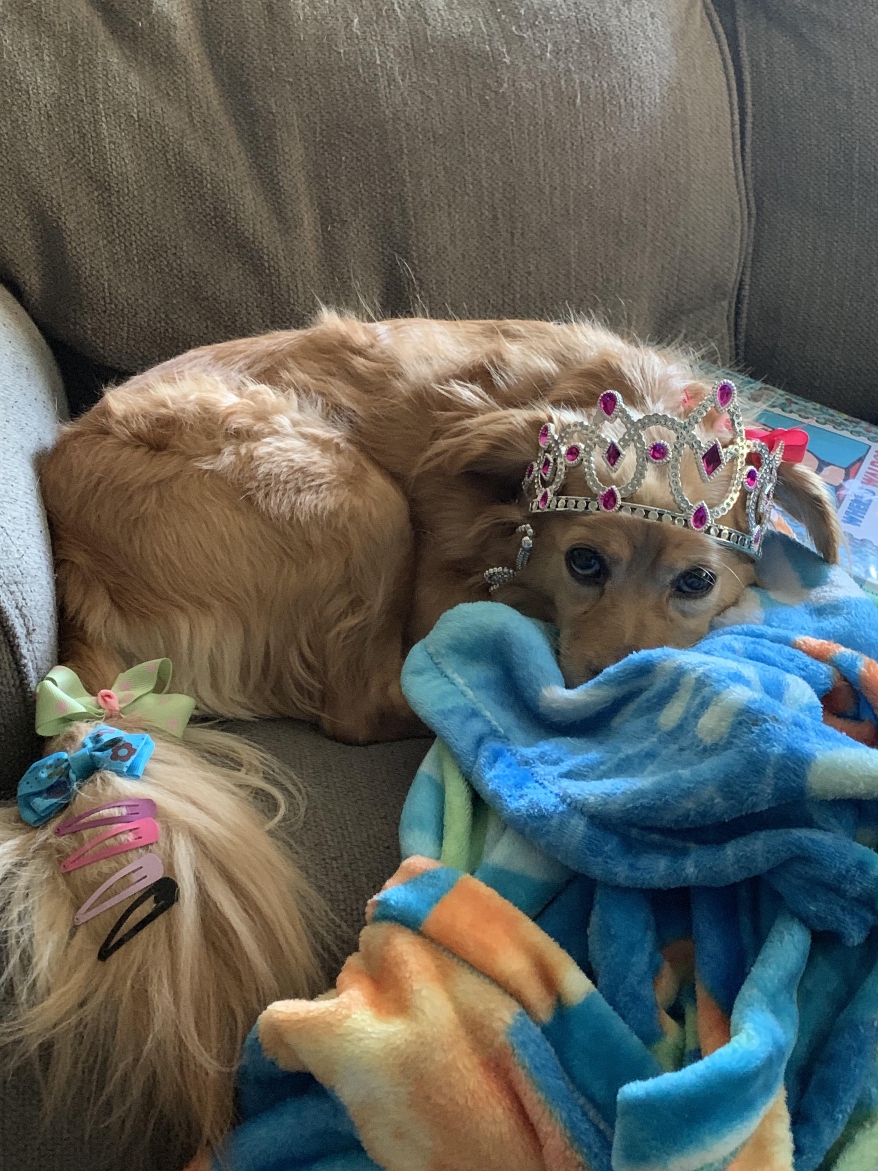My Brother Is Watching My Dog This Weekend My 5 Year Old Niece Loves Playing Dress Up Aww