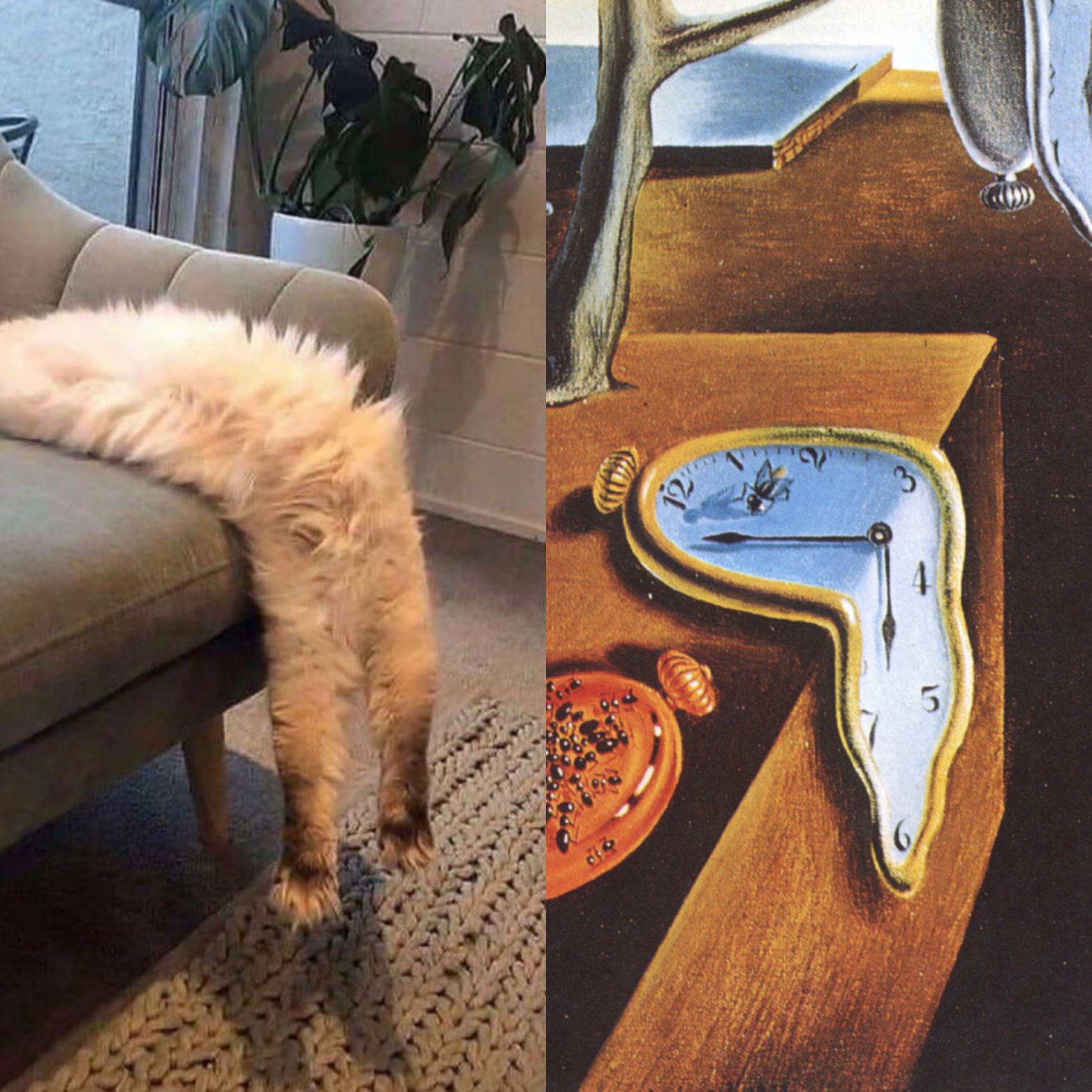 Cats Attempt At The The Persistence Of Memory By Salvador Dali R Pics