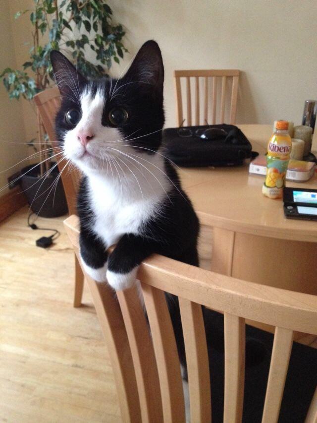 the kitty that first made me realise how cute cats can be thanks reddit now we might adopt one raww on where to pet a cat reddit