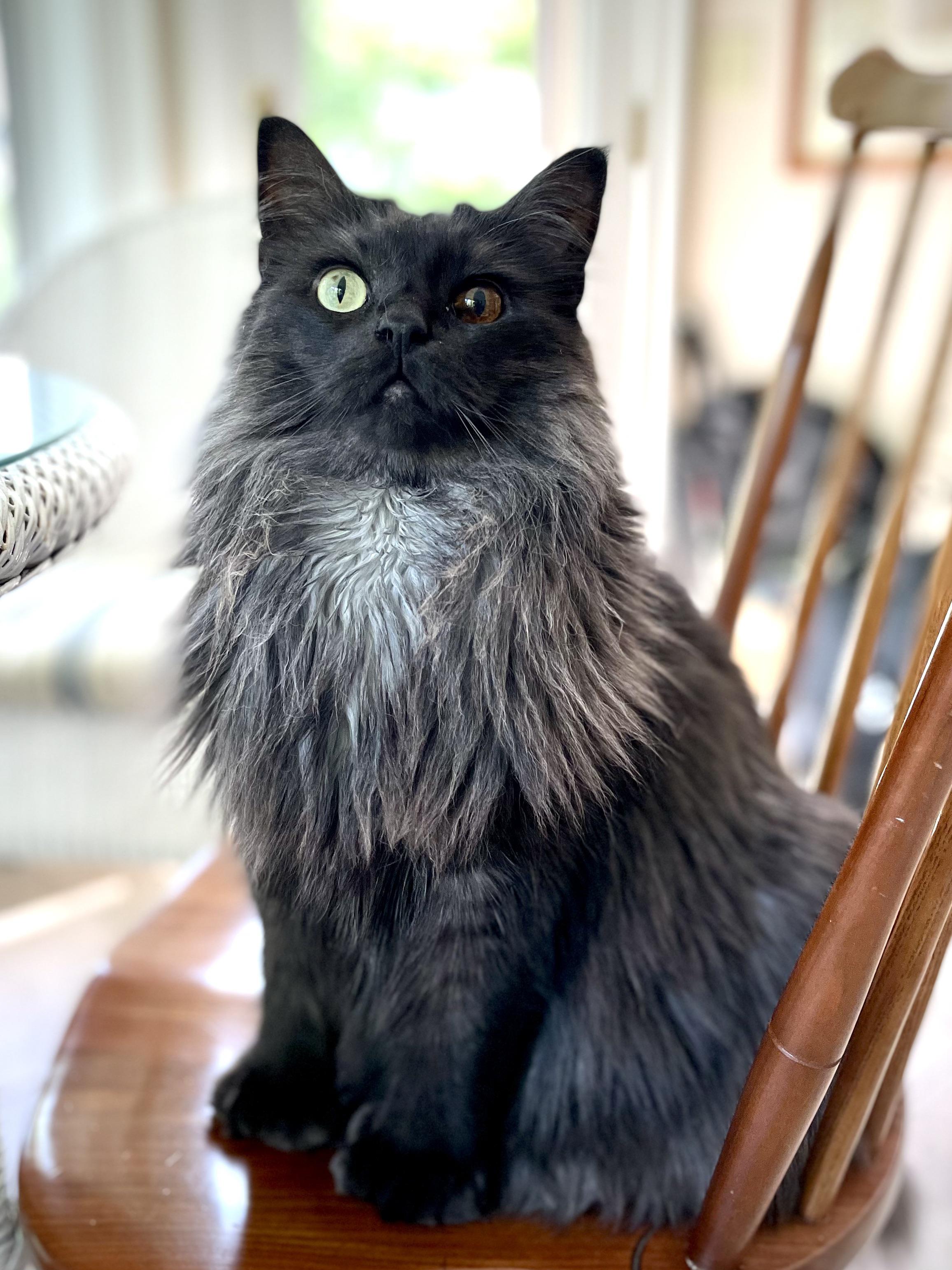 Sama is a black cat with white undercoat