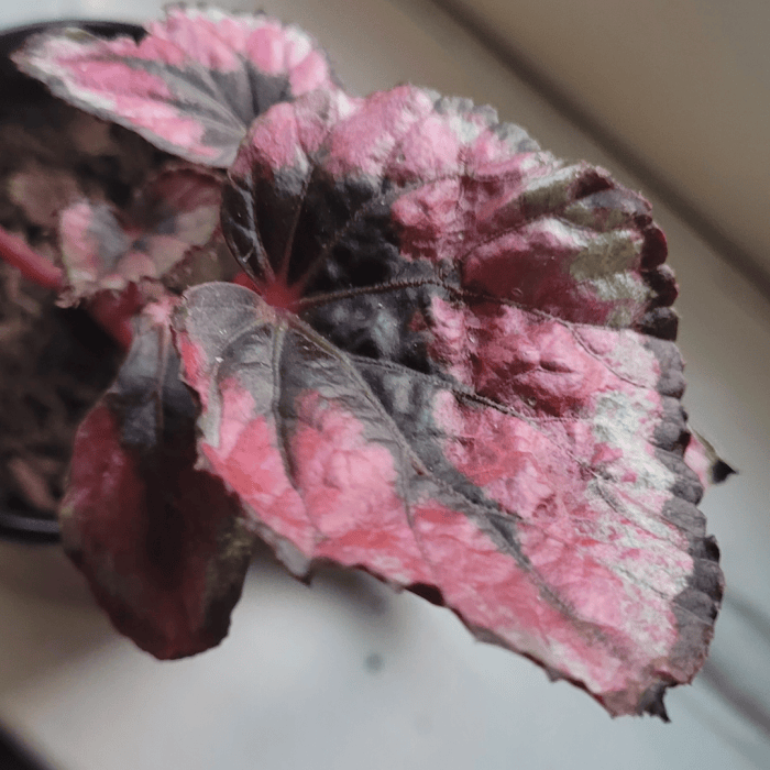 cherryfrog