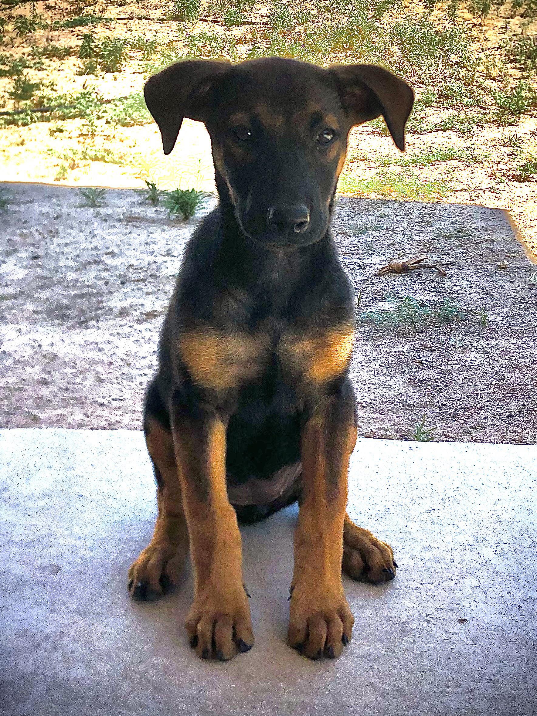 Brand New With Tag Disney Descendants Girls Mal Costume From Disney Store Babies Kids Girls Apparel 8 To 12 Years On Carousell