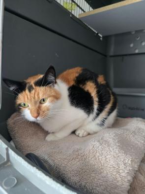 New friend at our shelter. Her name is Zara ❤️❤️❤️
