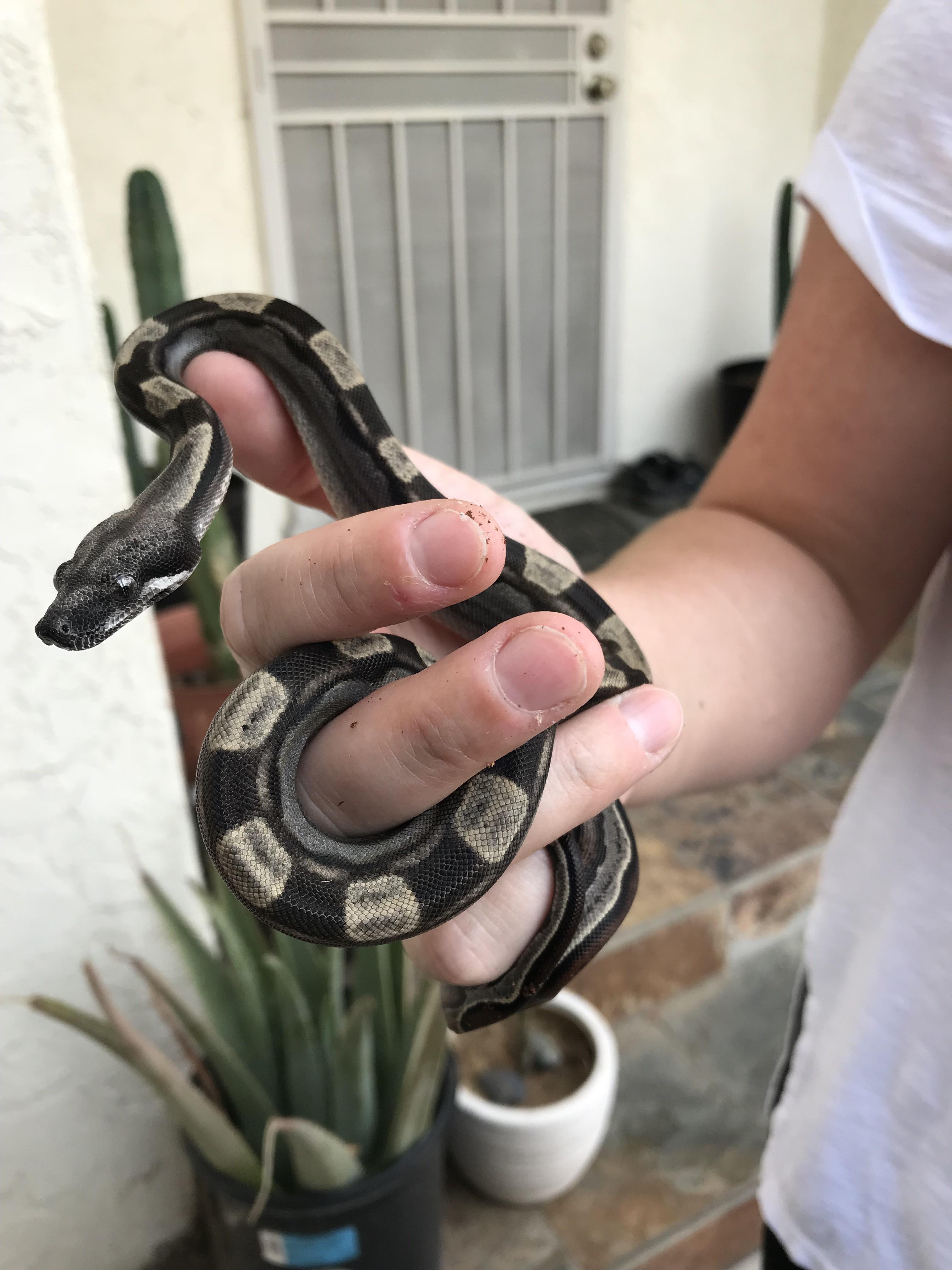 My 2 month old motley colombian red tailed boa, not sure what to name her yet. very active and