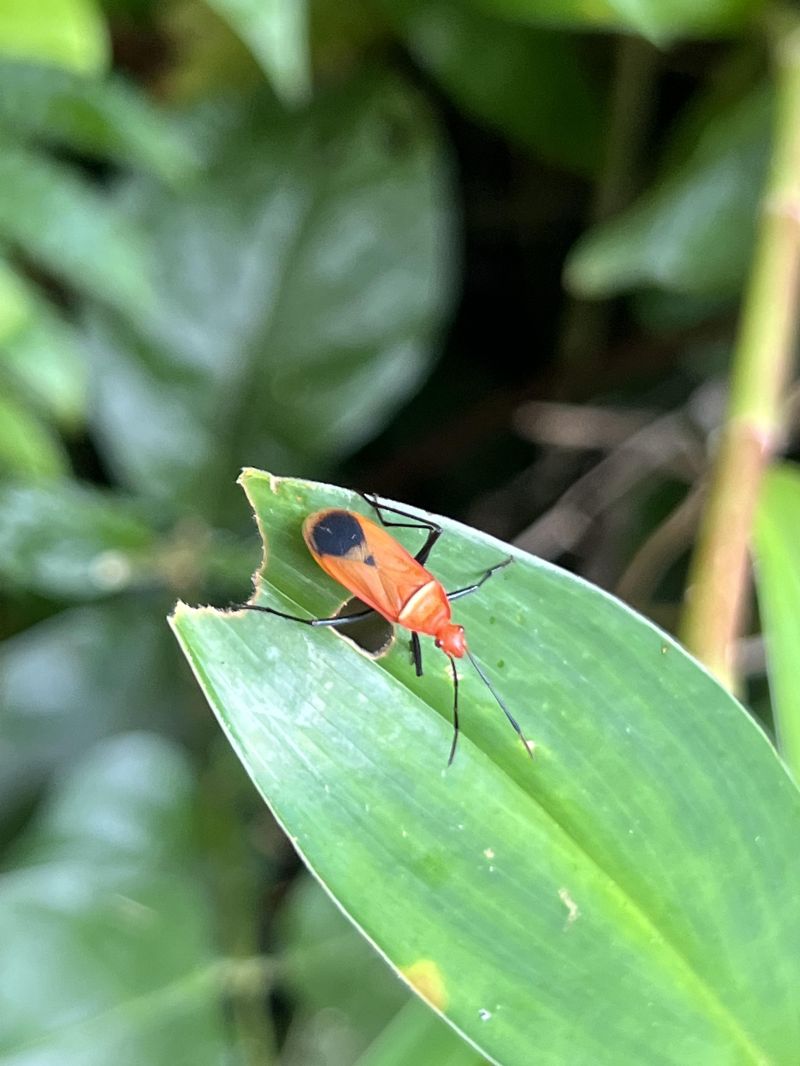 Insect I D R Insects - Ocean Textures - Stunning 8K Collection