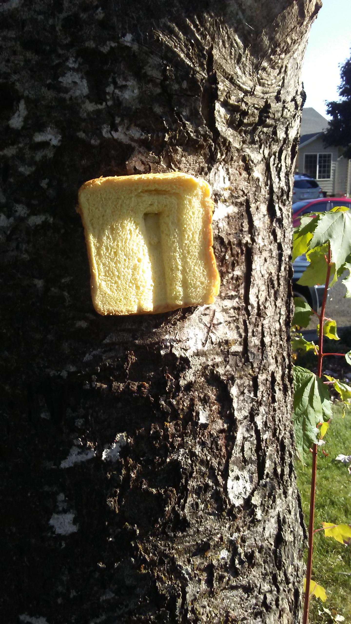 People Have Been Stapling Slices Of Bread To Trees In Bizarre New Trend Vt