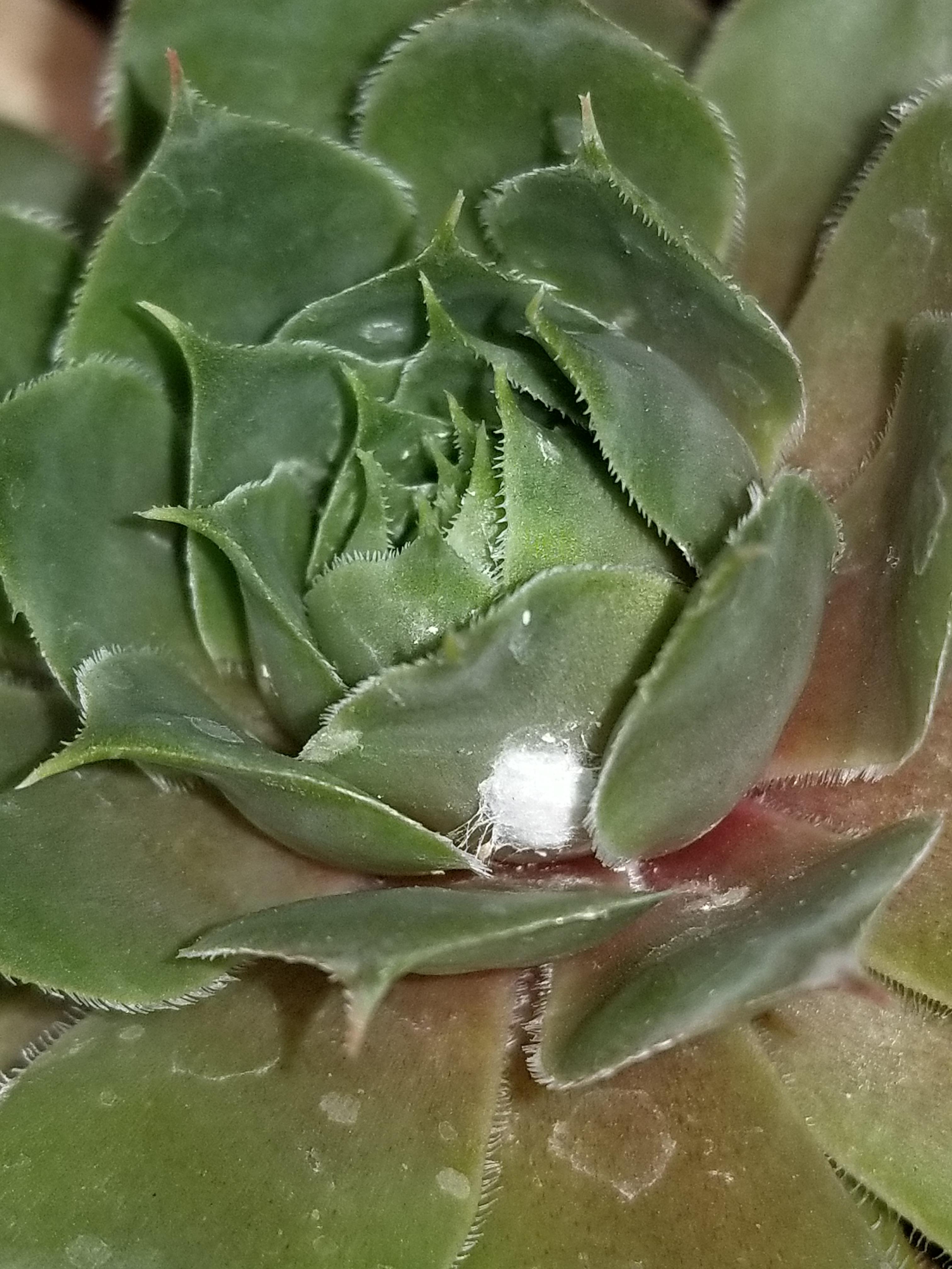 They dislike humidity, so misting and overhead watering can … Mealy Bugs Spider Mites It S Like A Web Y Bulb And There Are Smaller Bulbs Inside The Rosette What Is Going On And What Should I Do Succulents