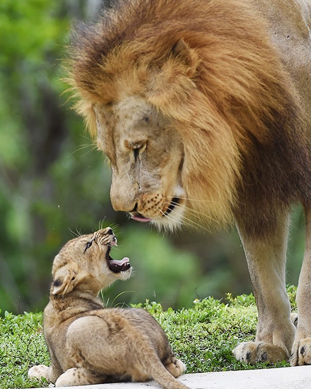 🔥 lion cub and his father