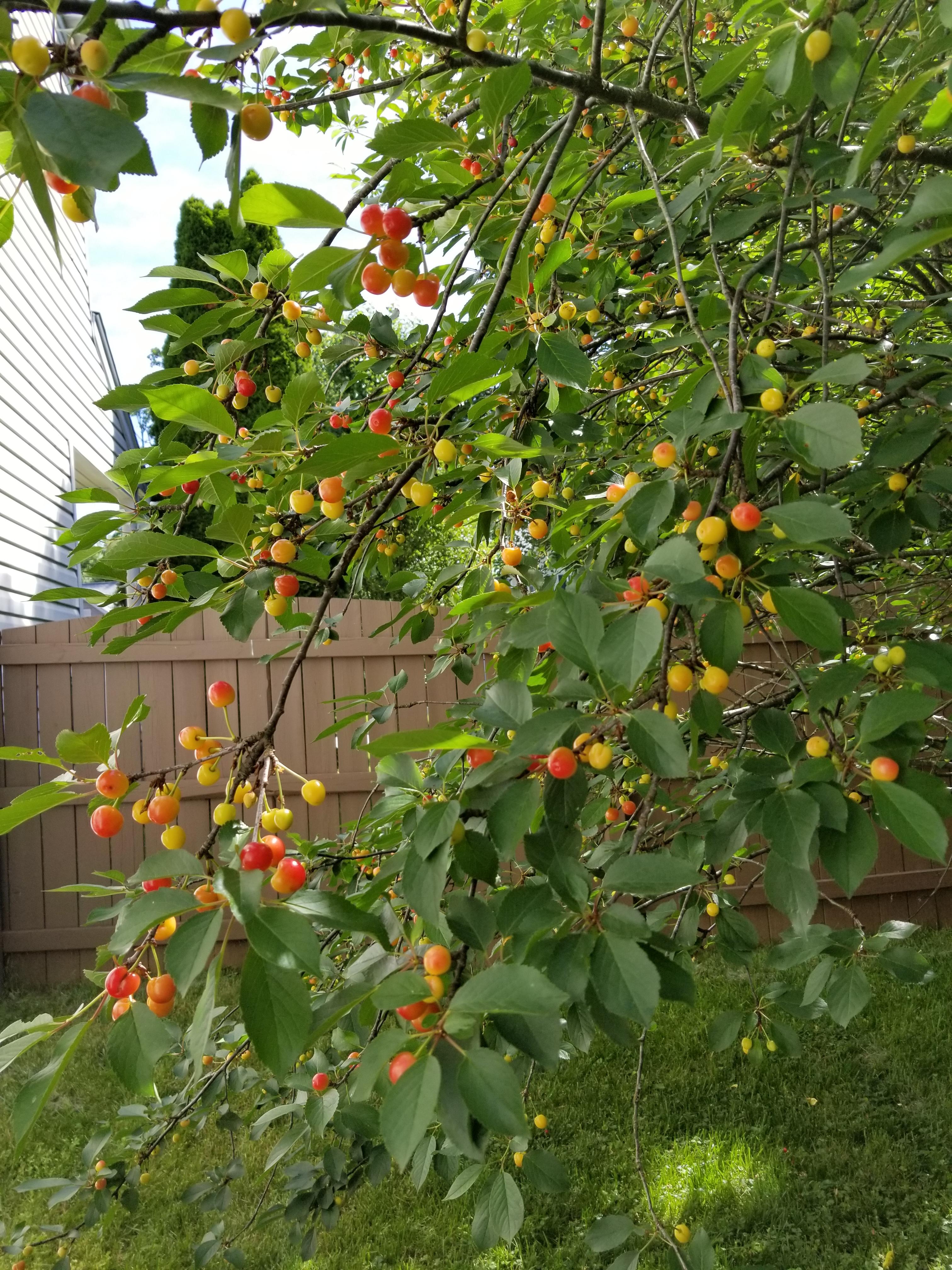 A Beginner S Guide To Cherry Blossom Viewing Cherry Tree Varieties