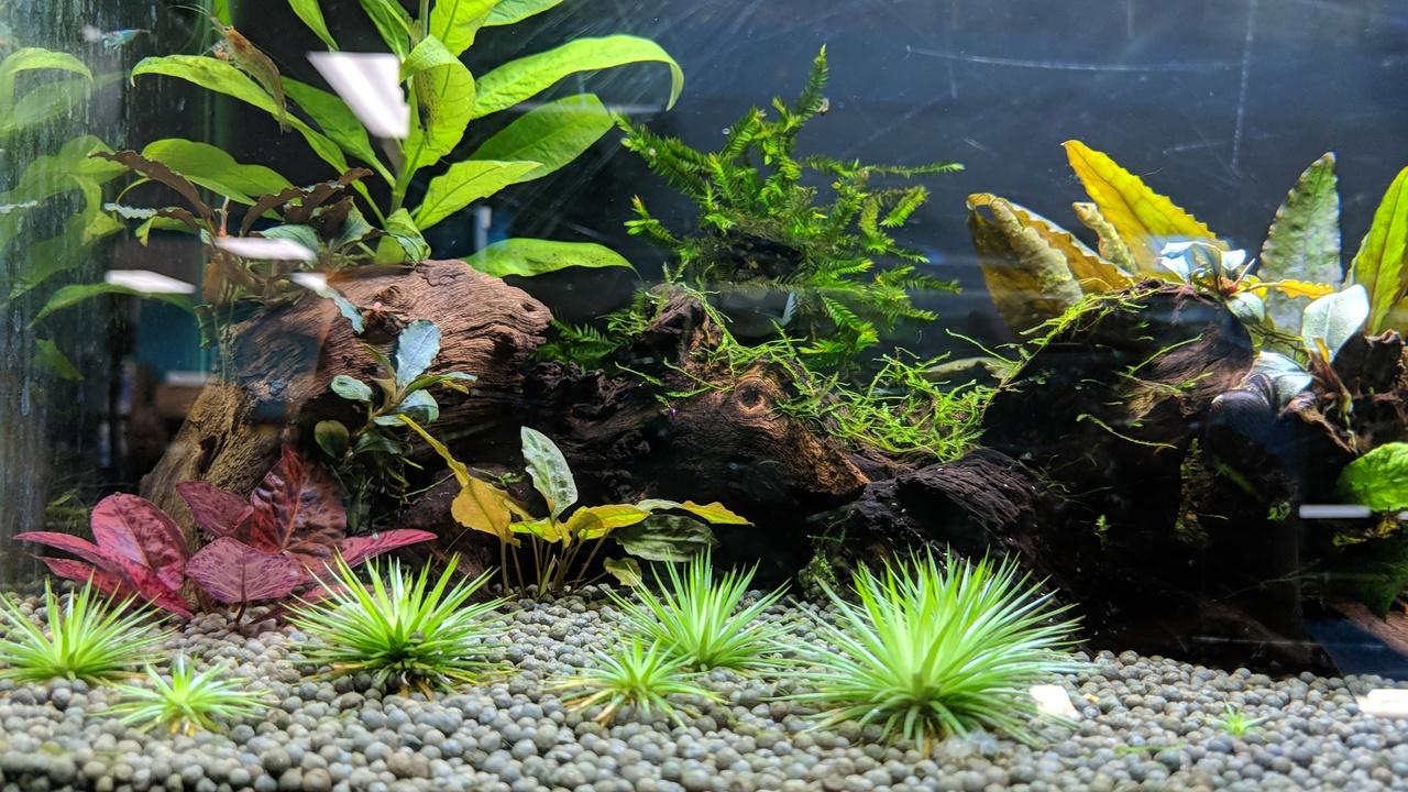 Fresh Water Aquarium Foreground Plants Elatine Triandra Or Three Stamen Waterwort Aquascaper Starurogyne Repens aka SRepens is.