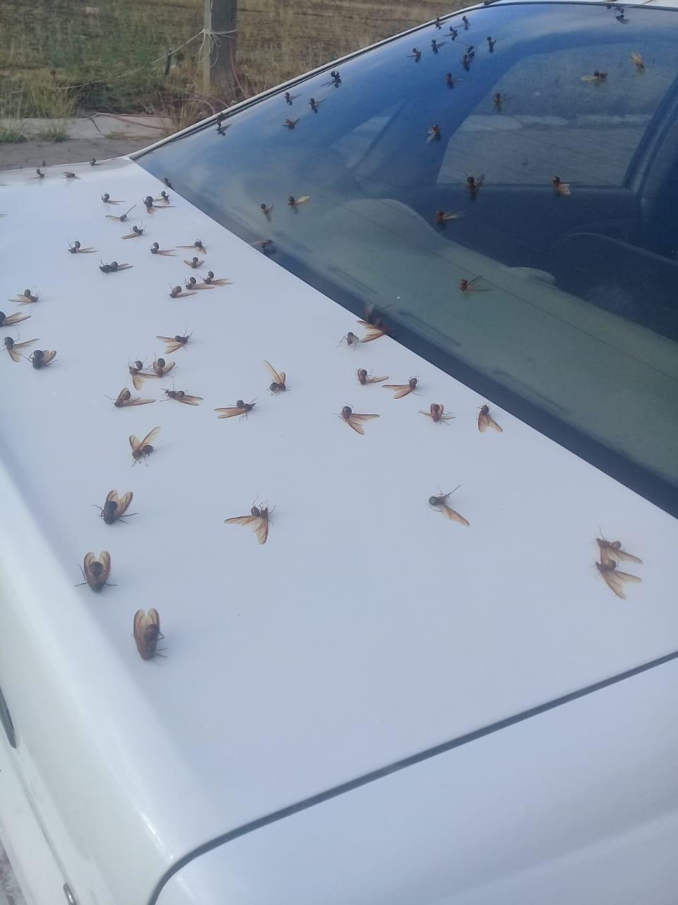 a bunch of dead ants on top of my car this morning rmildlyinteresting on ants in my car reddit
