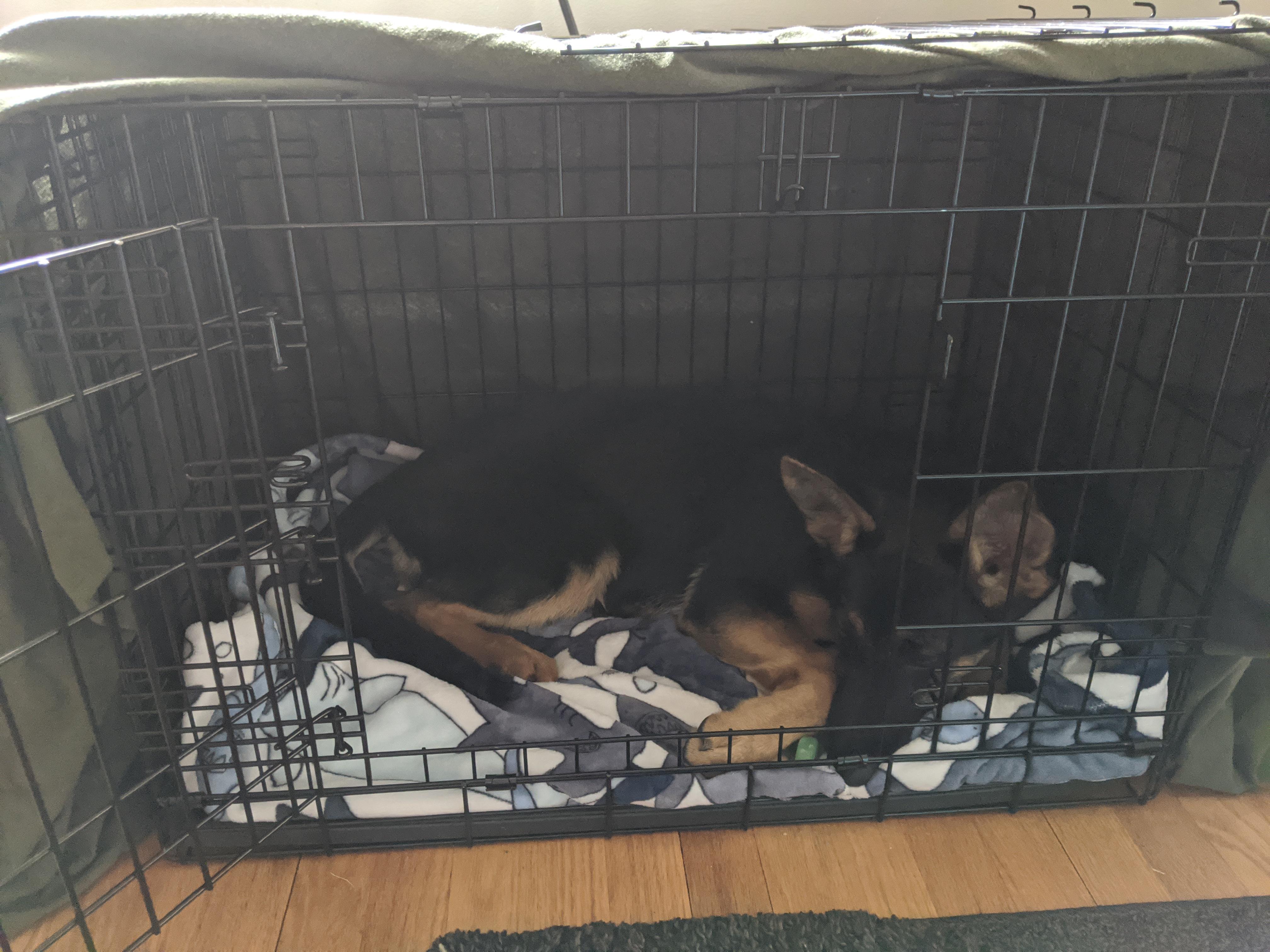 How do you start crate games? Crate Size Question Is This Crate Too Small We Don T Want To Give Her Too Much Room And Had Accidents In The Crate Help R Dogtraining