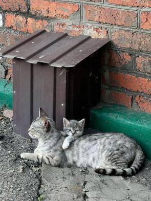 [OC] Found a sweet cat mom using her own kitten as a personal fluffy blanket today
