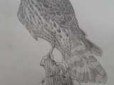 Eagle R Drawing
