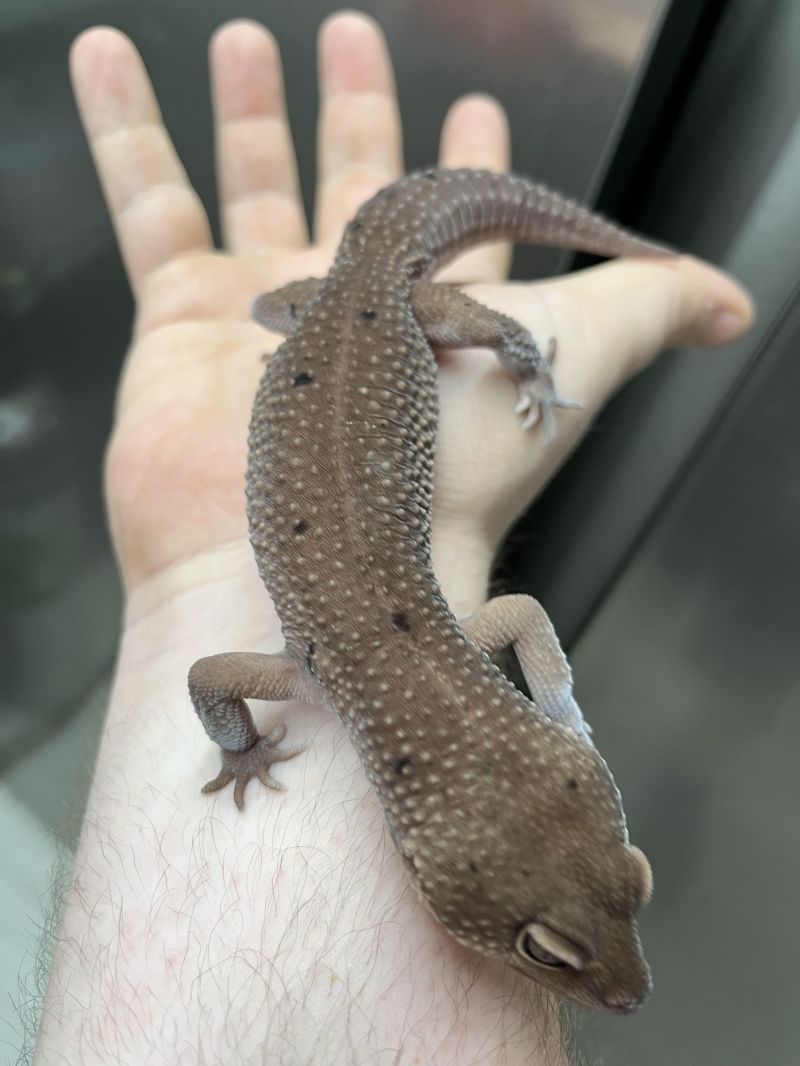 Morph Id For My Cc R Leopardgeckos - Space Pictures - Ultra HD Ultra HD Collection