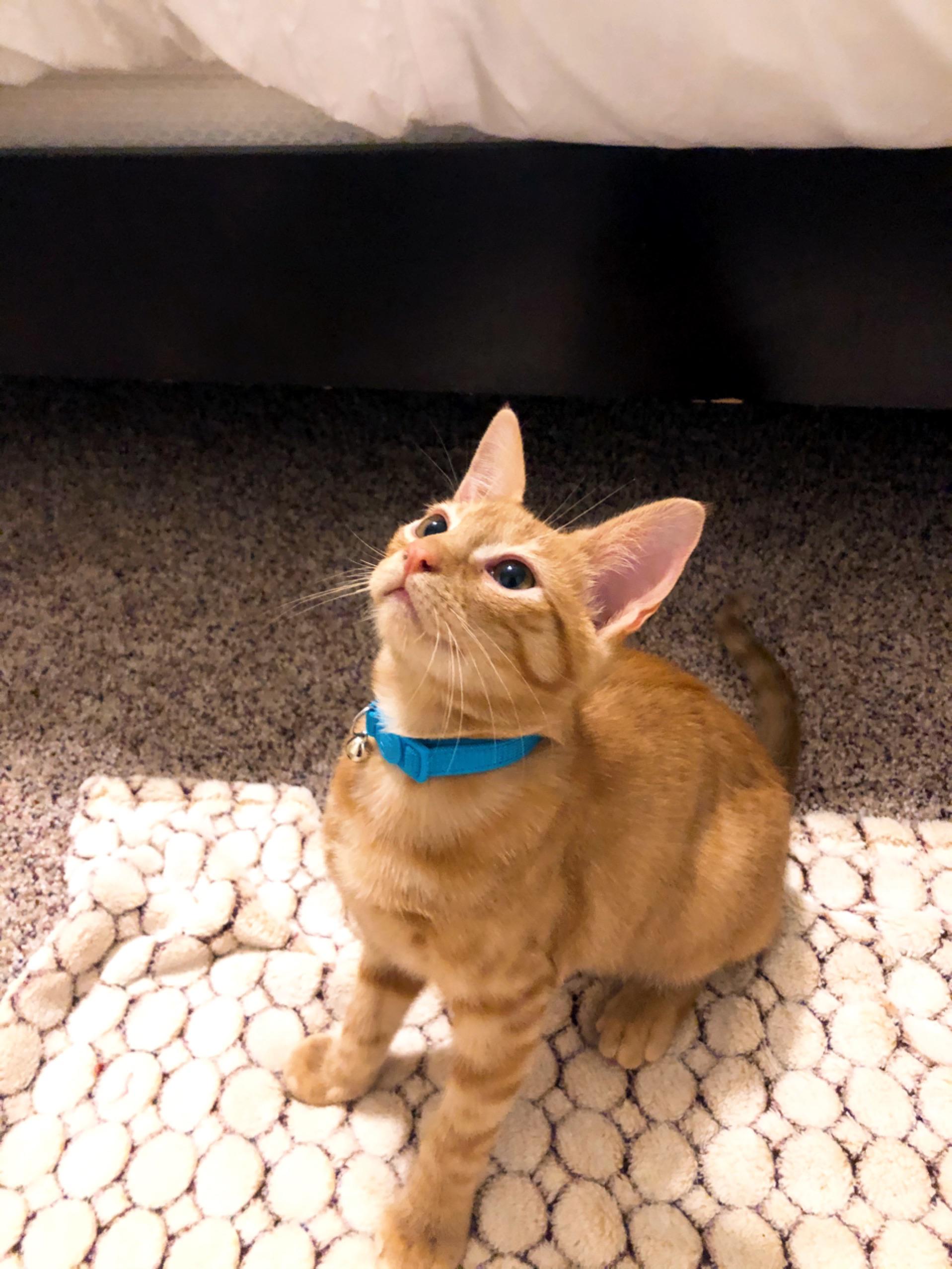 Kitten 6 Months Diarrhea Anna Blog