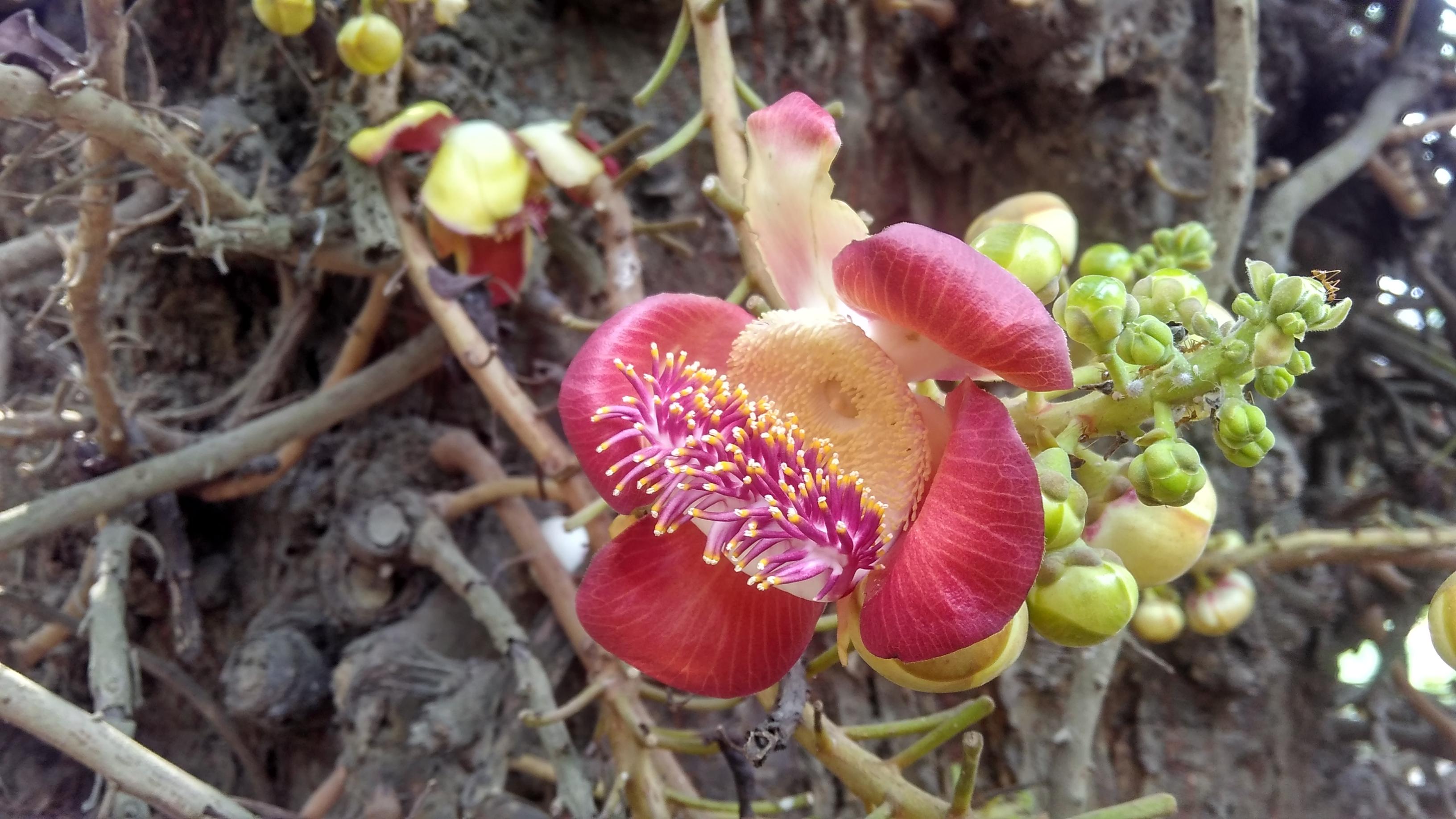 Cannonball Tree And Its Leaves Events Chatshaala