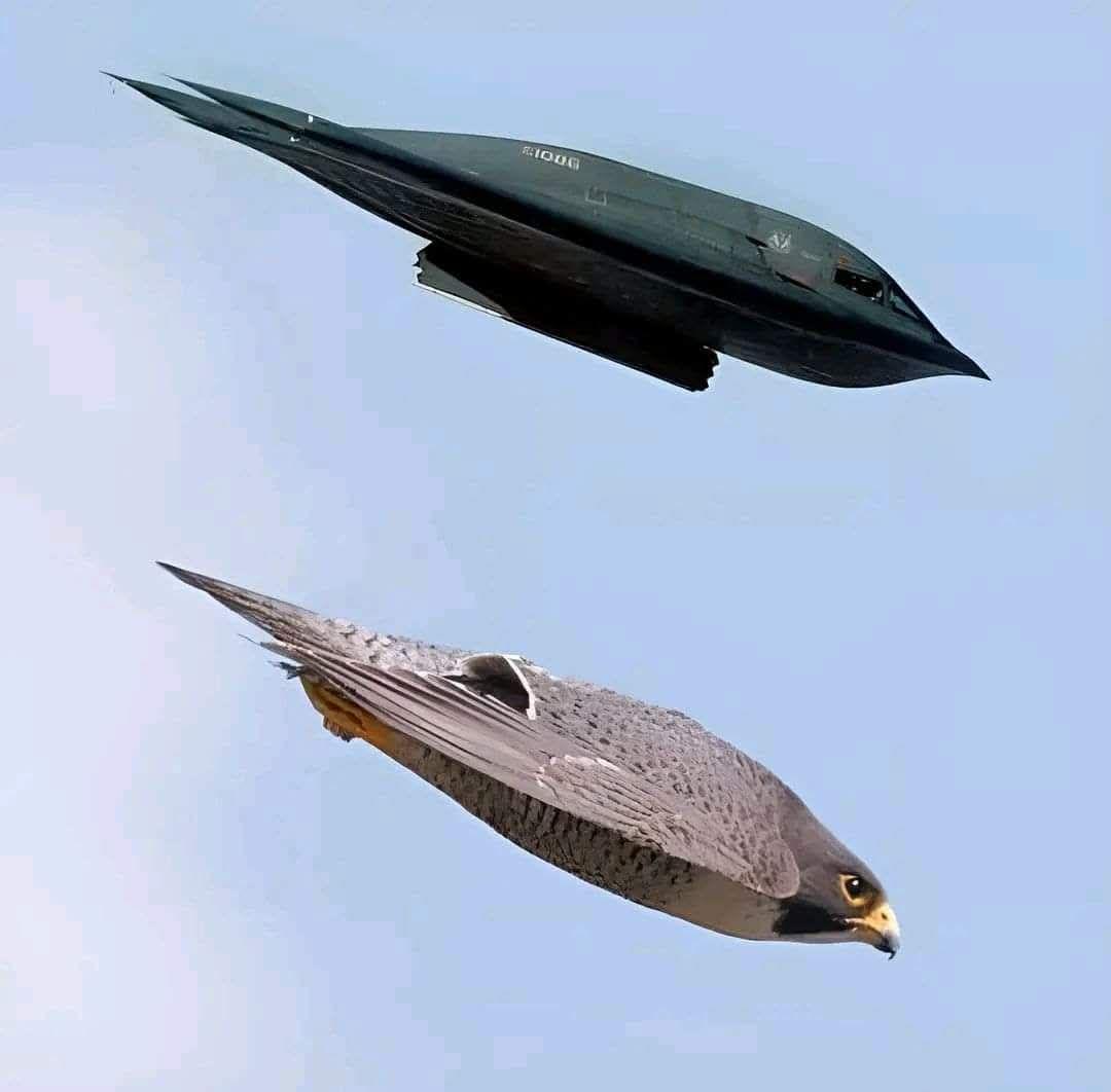 B2 Spirit and Peregrine Falcon : rEngineeringPorn