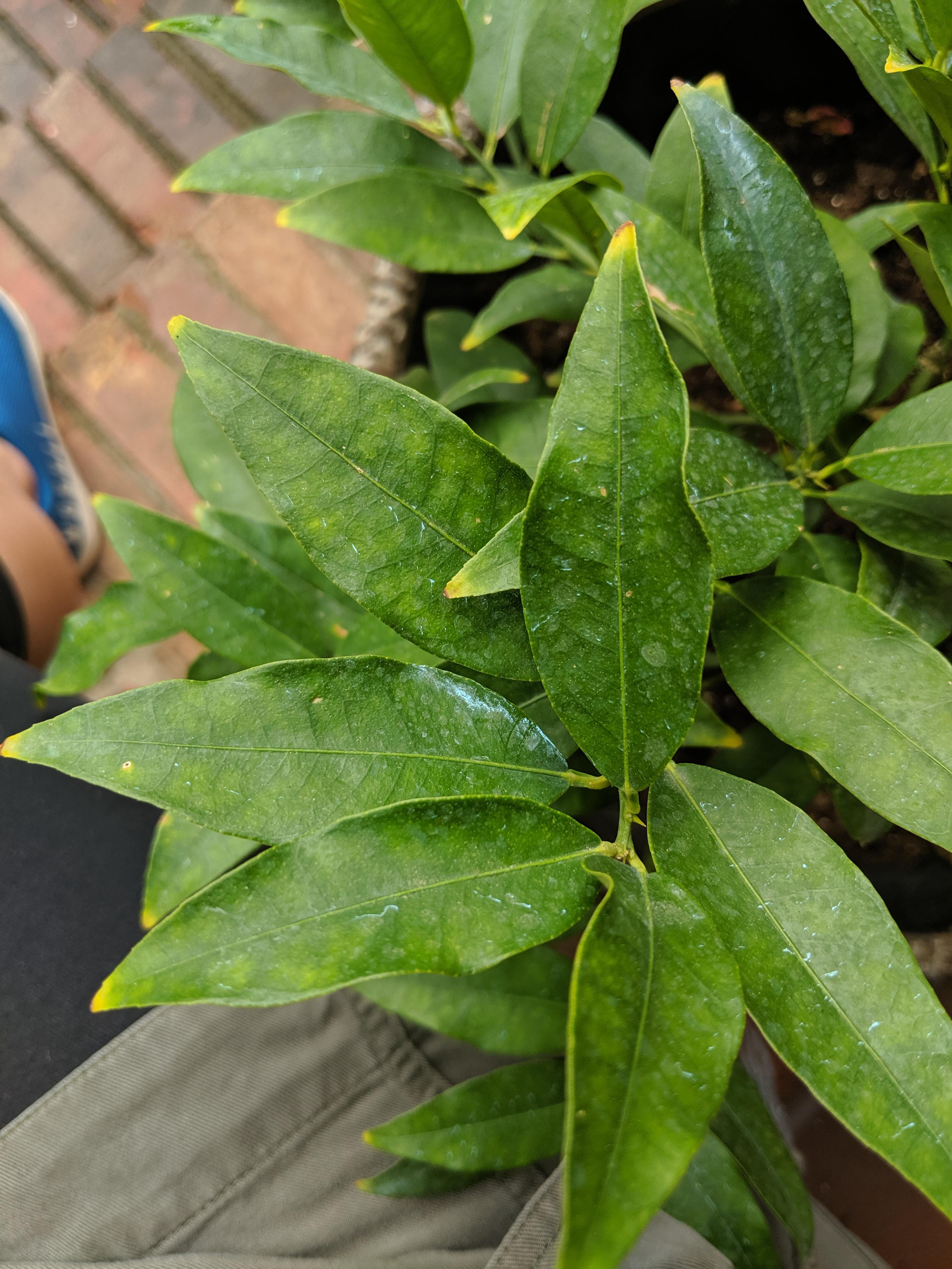 What Is Wrong With My Lemon Tree Are The Leaves Droopy I Don T Want To Kill It Plantclinic