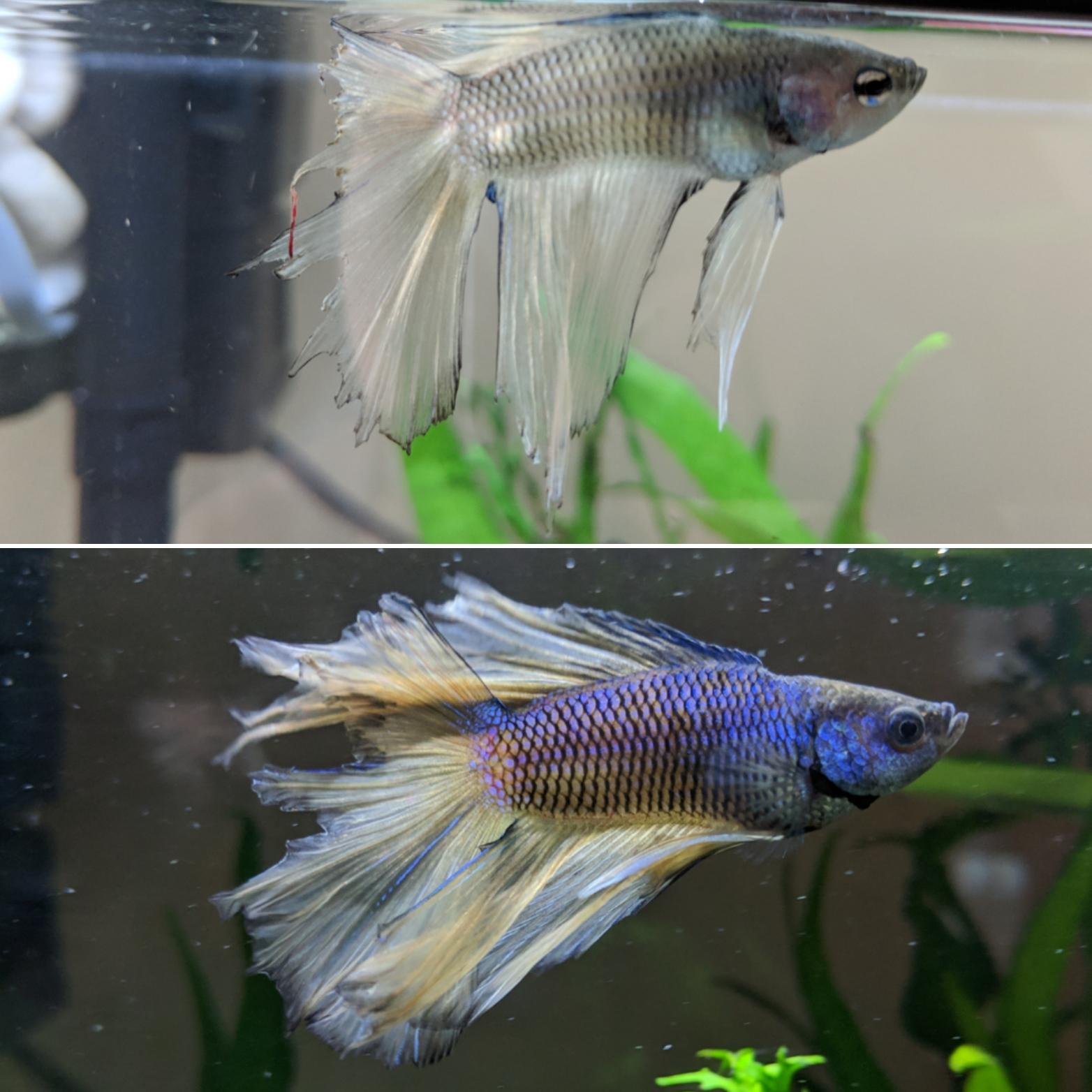 Ball Of Fuzz Growing On End Of Betta S Fin What S The Cause Bettafish 1 what causes betta fish fin loss.