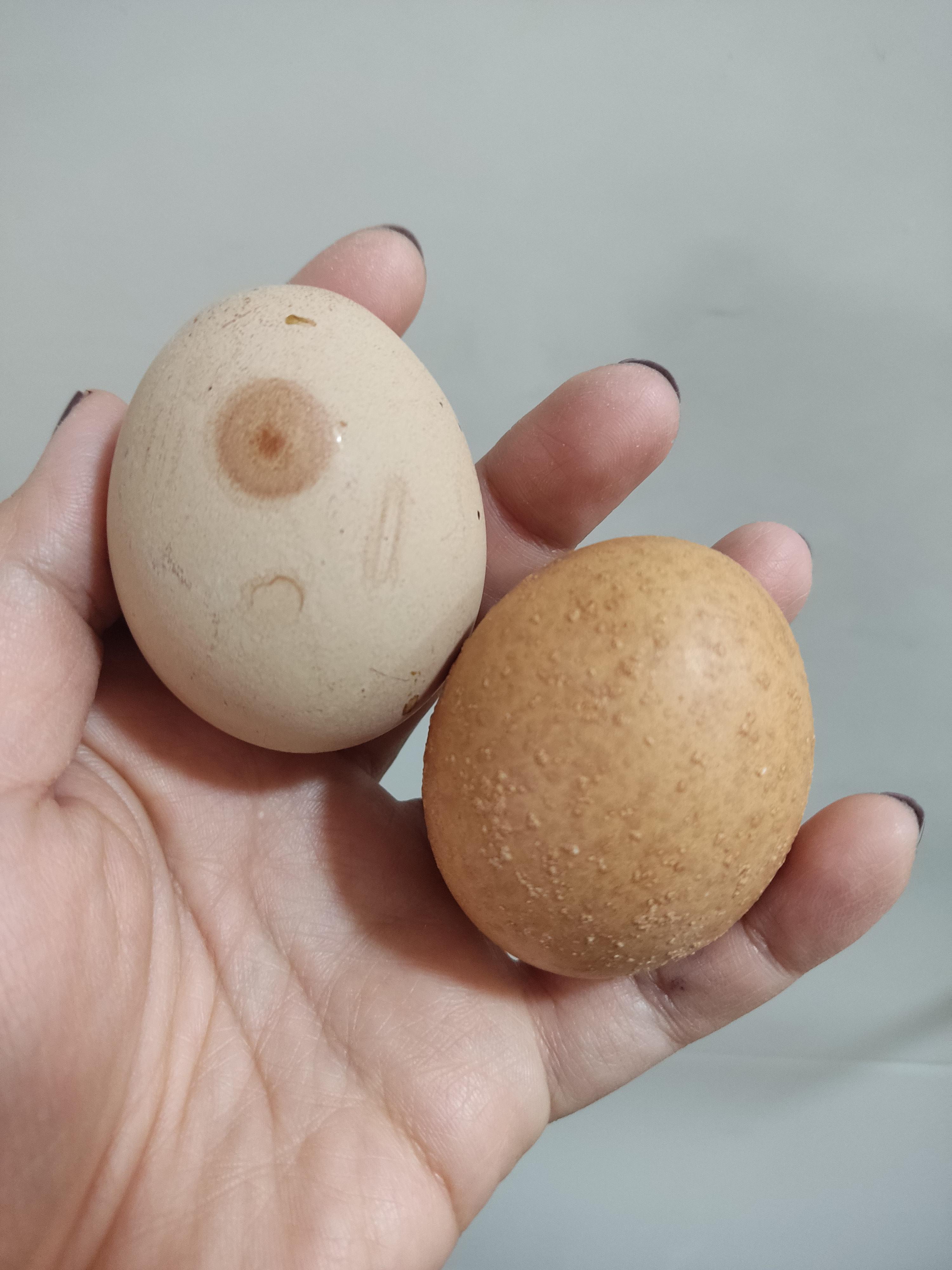 これらの卵どうしたの？デコボコ卵と乳首（？）卵 : rfarming