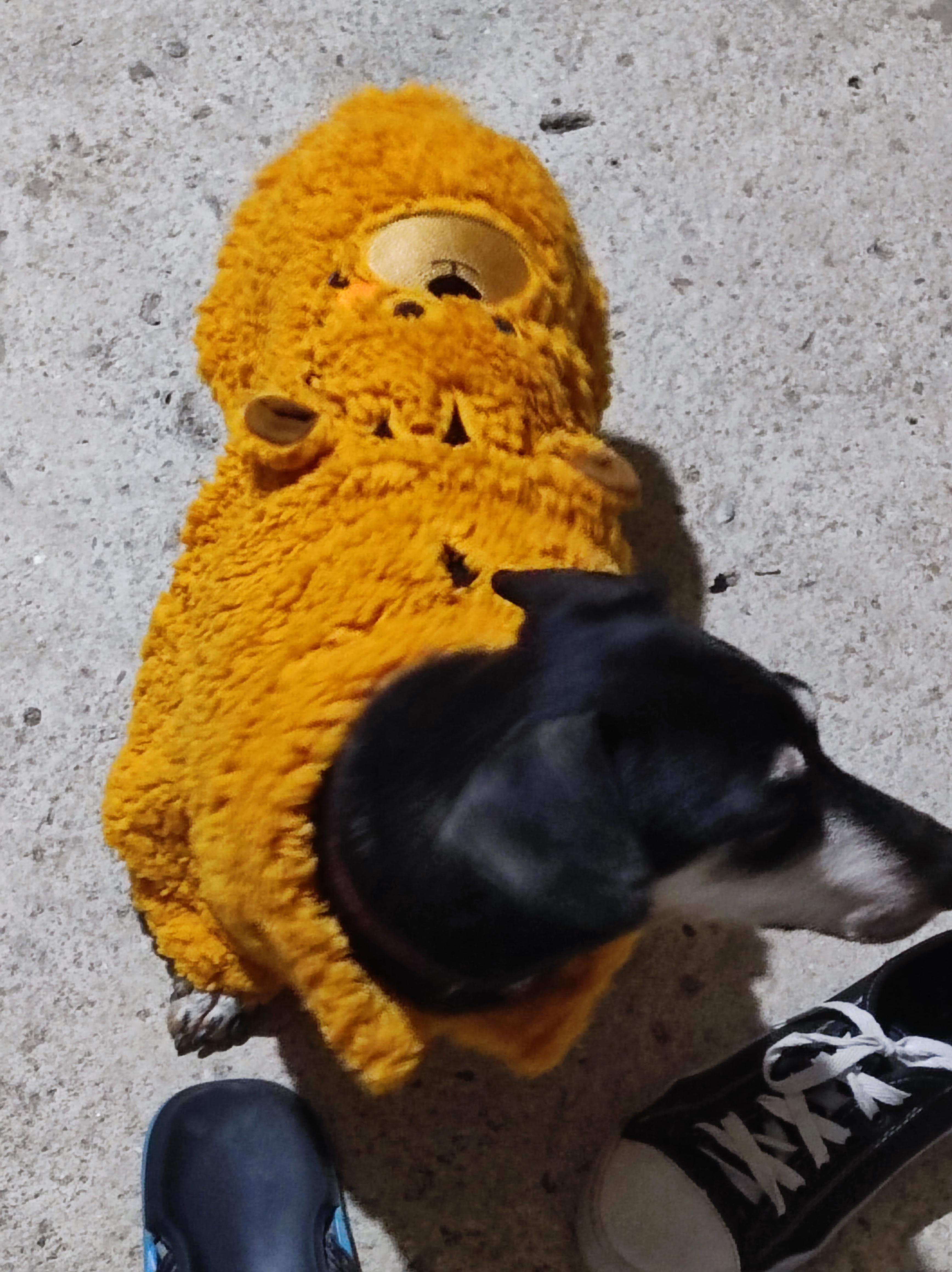 Meu cachorro mordeu um rato : rApoioVet