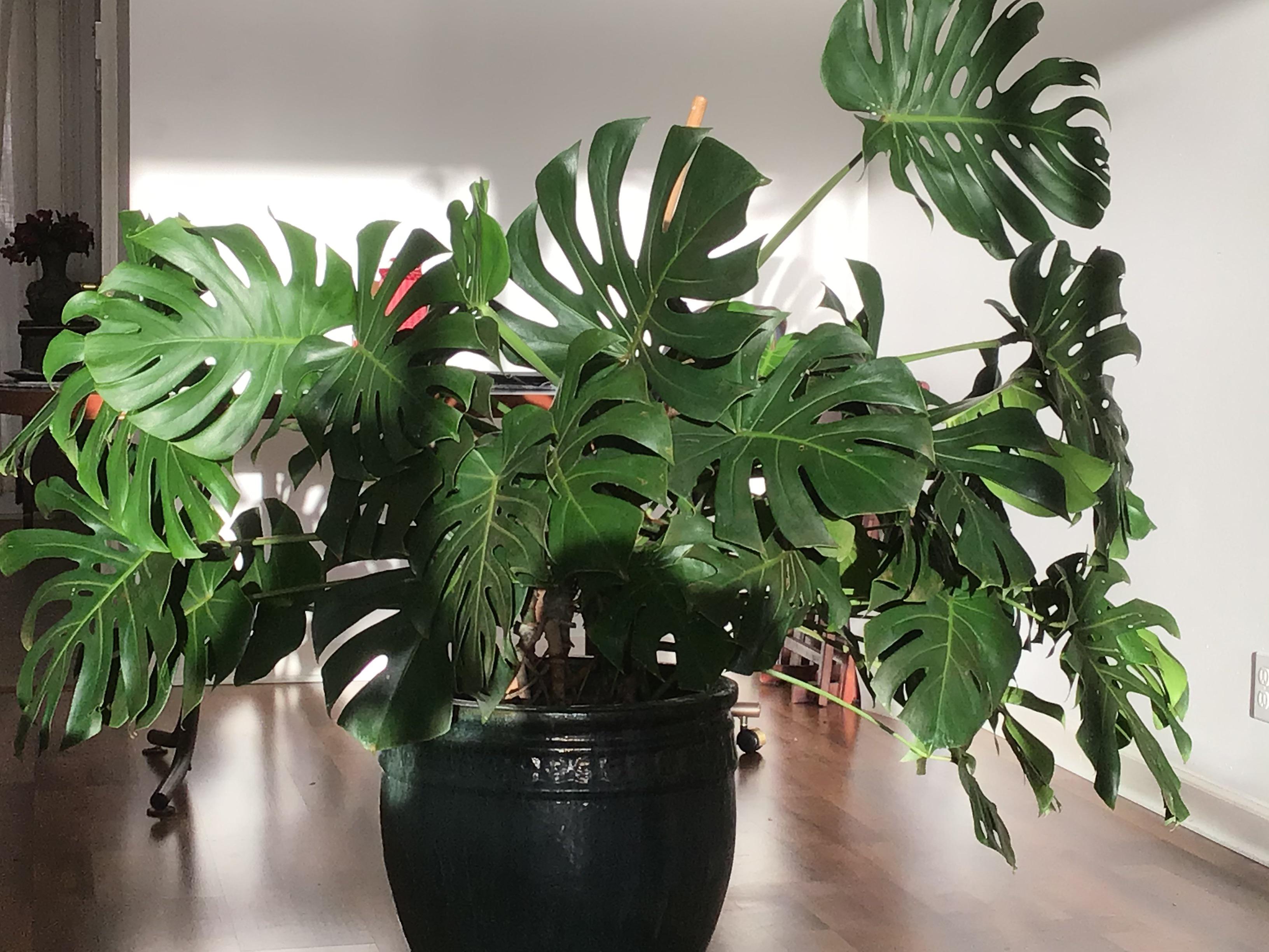 Mature Monstera Deliciosa R Monstera Mature Monstera Deliciosa R Monstera