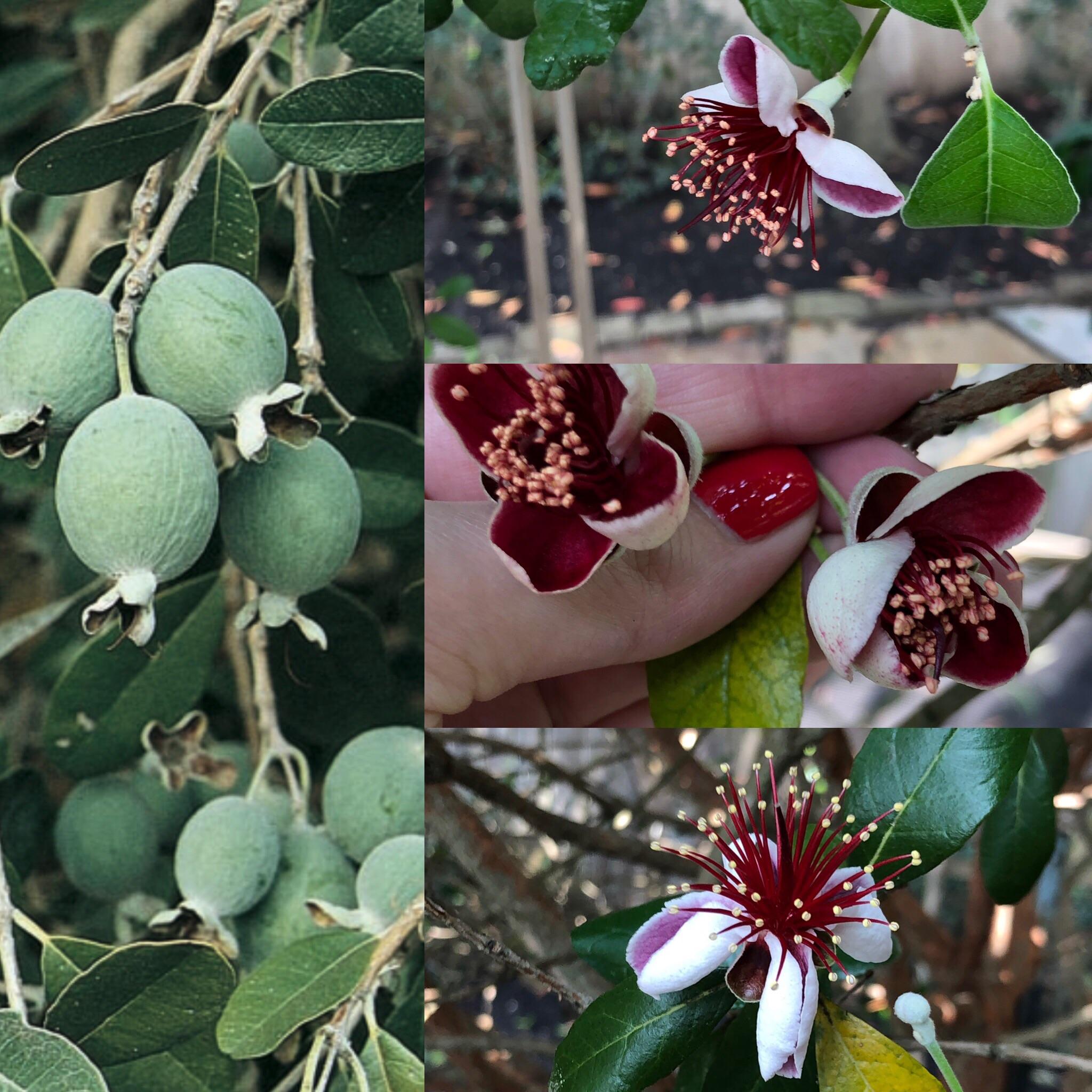 Pineapple Guava Tree Tangy Tropical Treats Epic Gardening