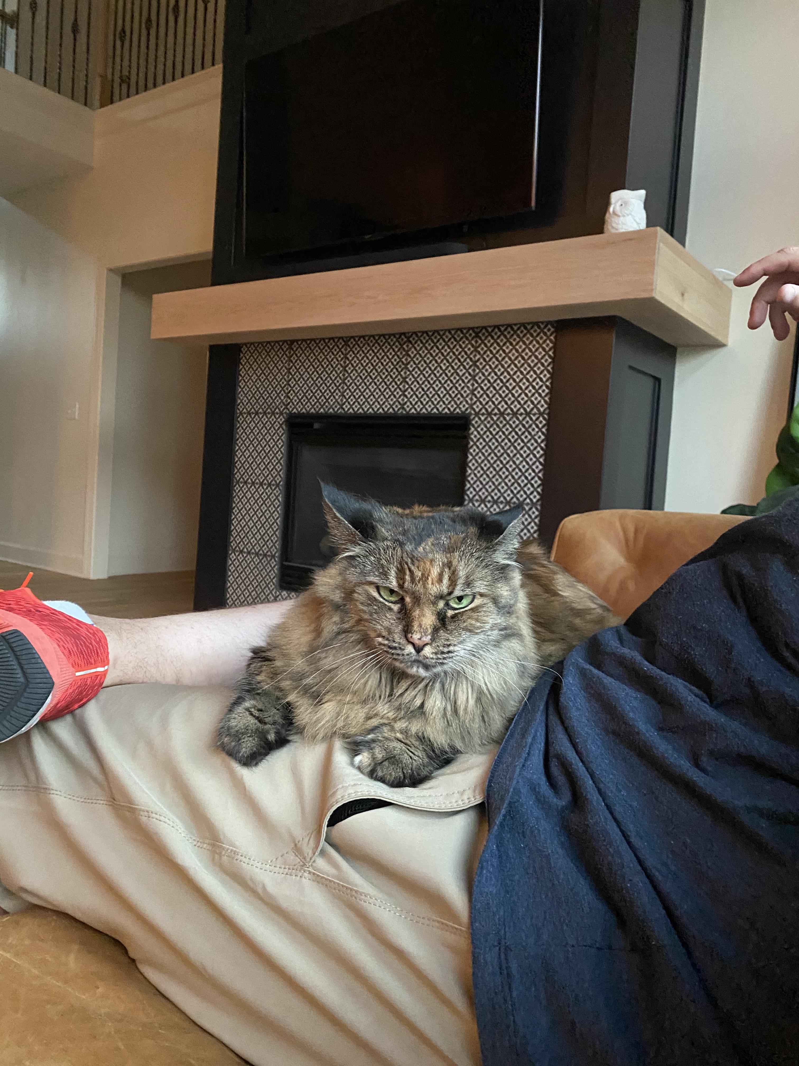 my cat who is not a social kitty and in ten years has never once laid on my laptonight we broke barriers raww on where to pet a cat reddit