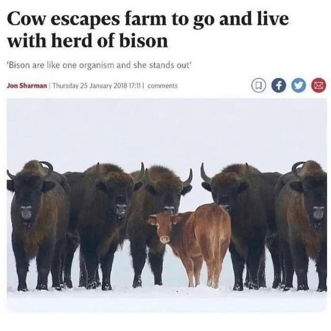Blursed_Herd : rblursedimages