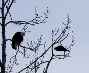 Even the Eagle was confused.