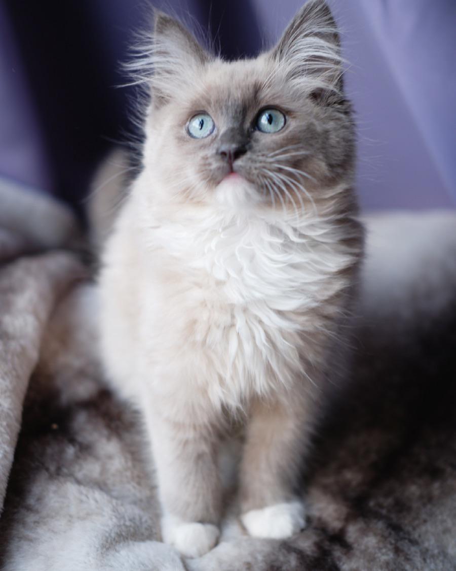 Ragdoll Blue Point Seal Point Ragdoll Kitten On Blue Background Stock