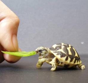 How to feed your dragon. In picture: Tofu and a thinly sliced opuntina.