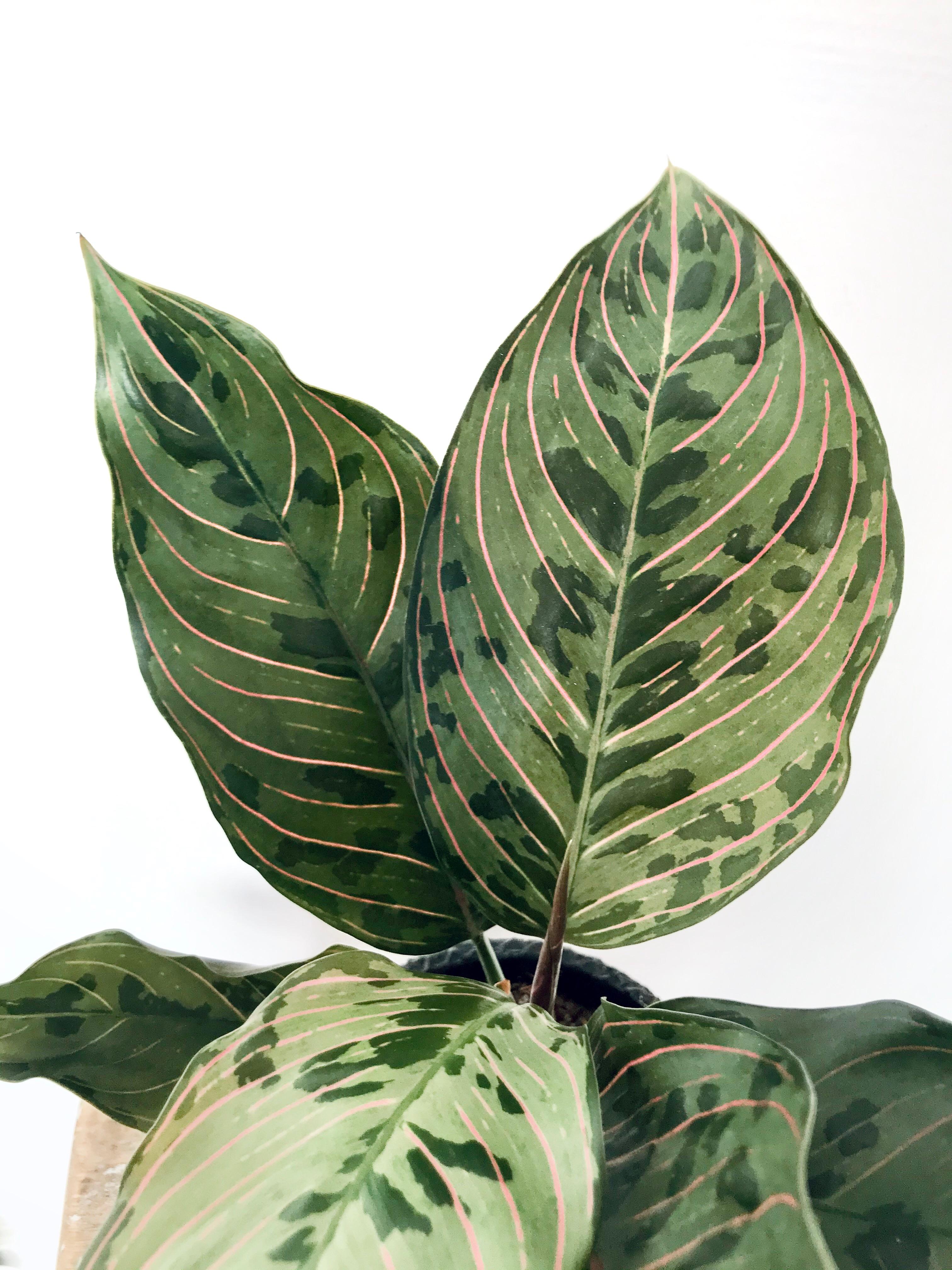 Mulai dari 250000.00 ⭐ 100% original ✓ beli tanaman ⚡ banyak pilihan. Aglaonema Tricolor X Rotundum - Tips dan Trik Pertanian