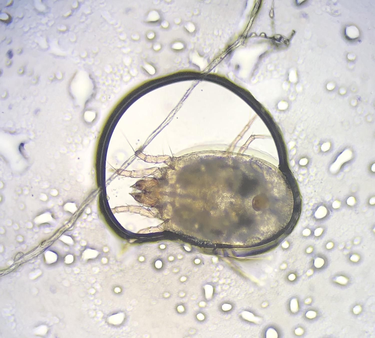 Stormidae The Unexpected Water Mites Freshwater Aquarium Fresh Water Aquarium These things are very tiny probably the.