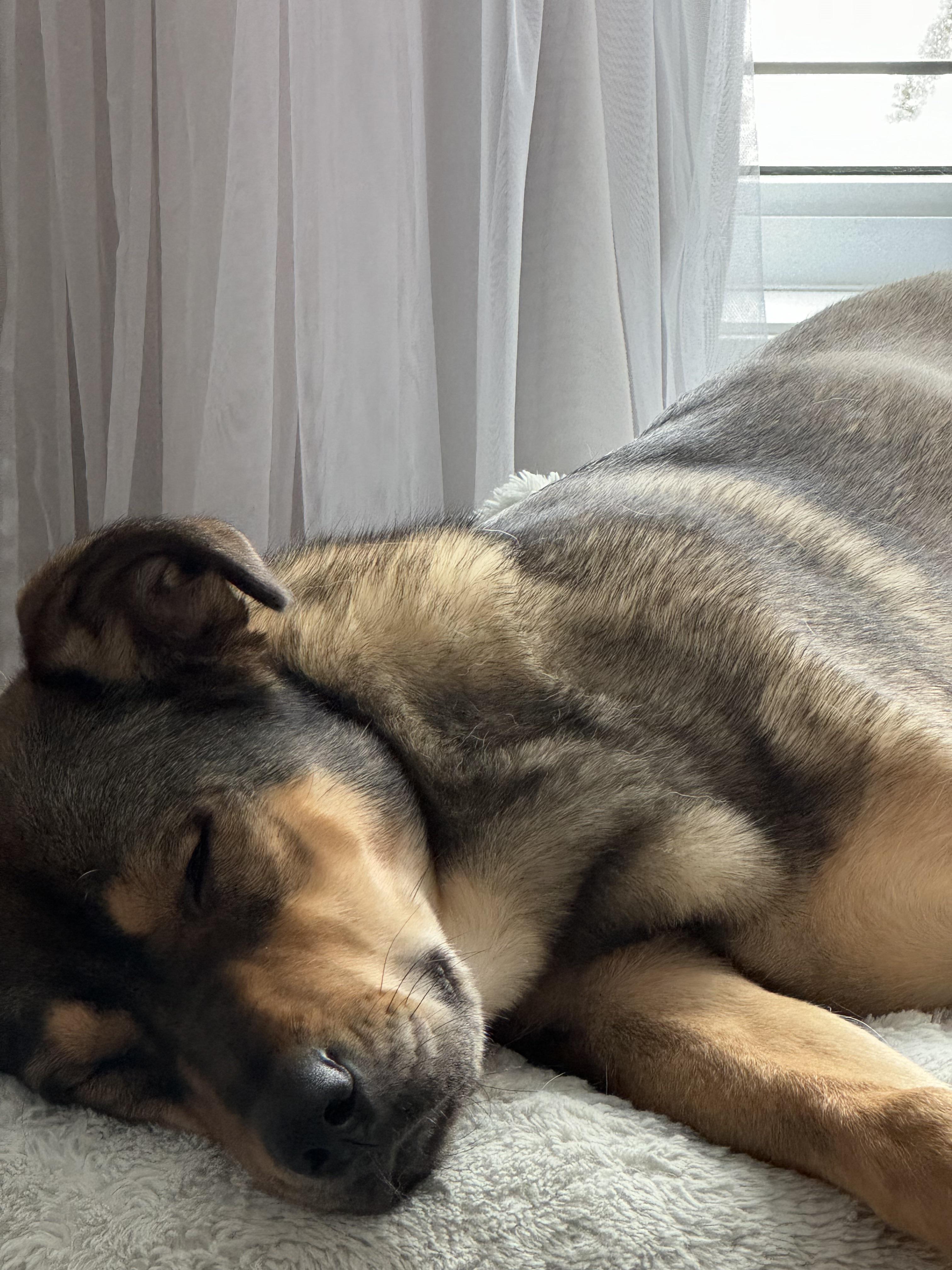 My rescue finally feeling at peace in my home ❤️ have you ever rescued a  little angle? : raww