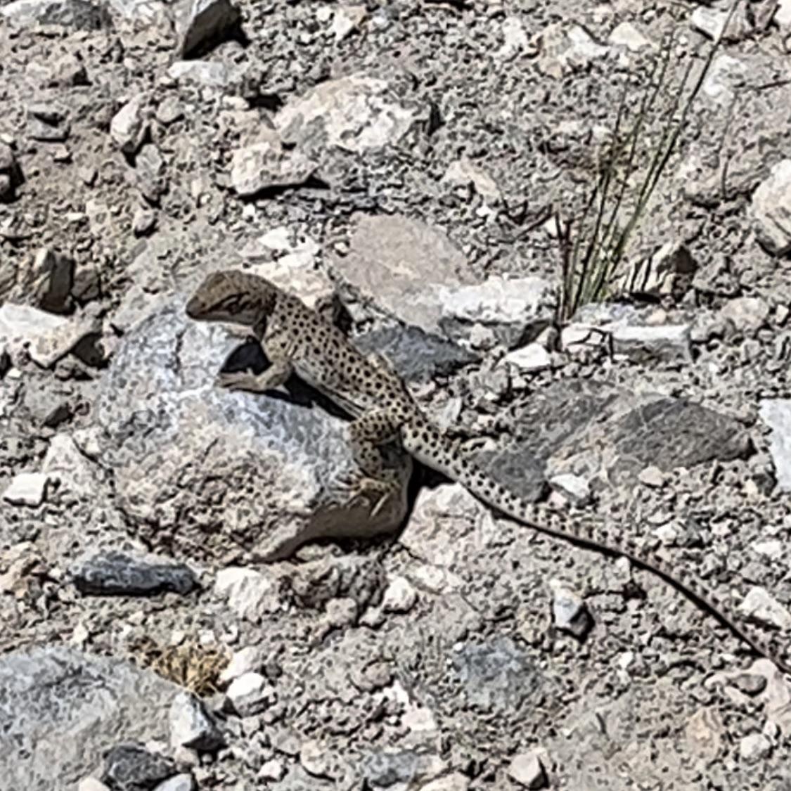 Herpetology: the study of amphibians and reptiles
