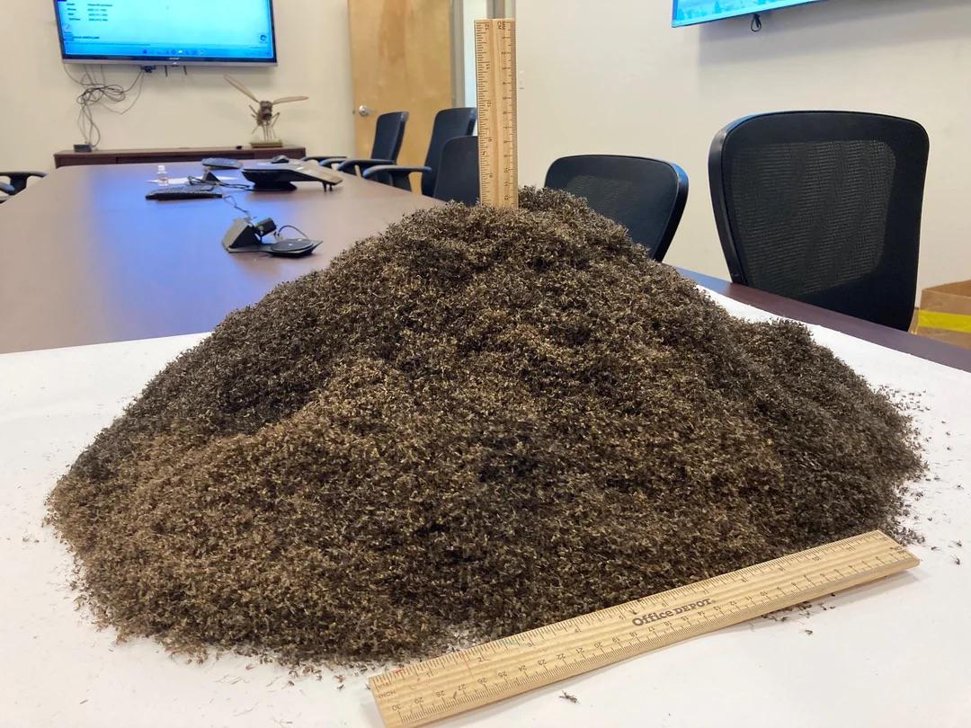 A pile of 1 million dead mosquitos. The pile is 8 inches tall and ~18  inches across. : rDamnthatsinteresting