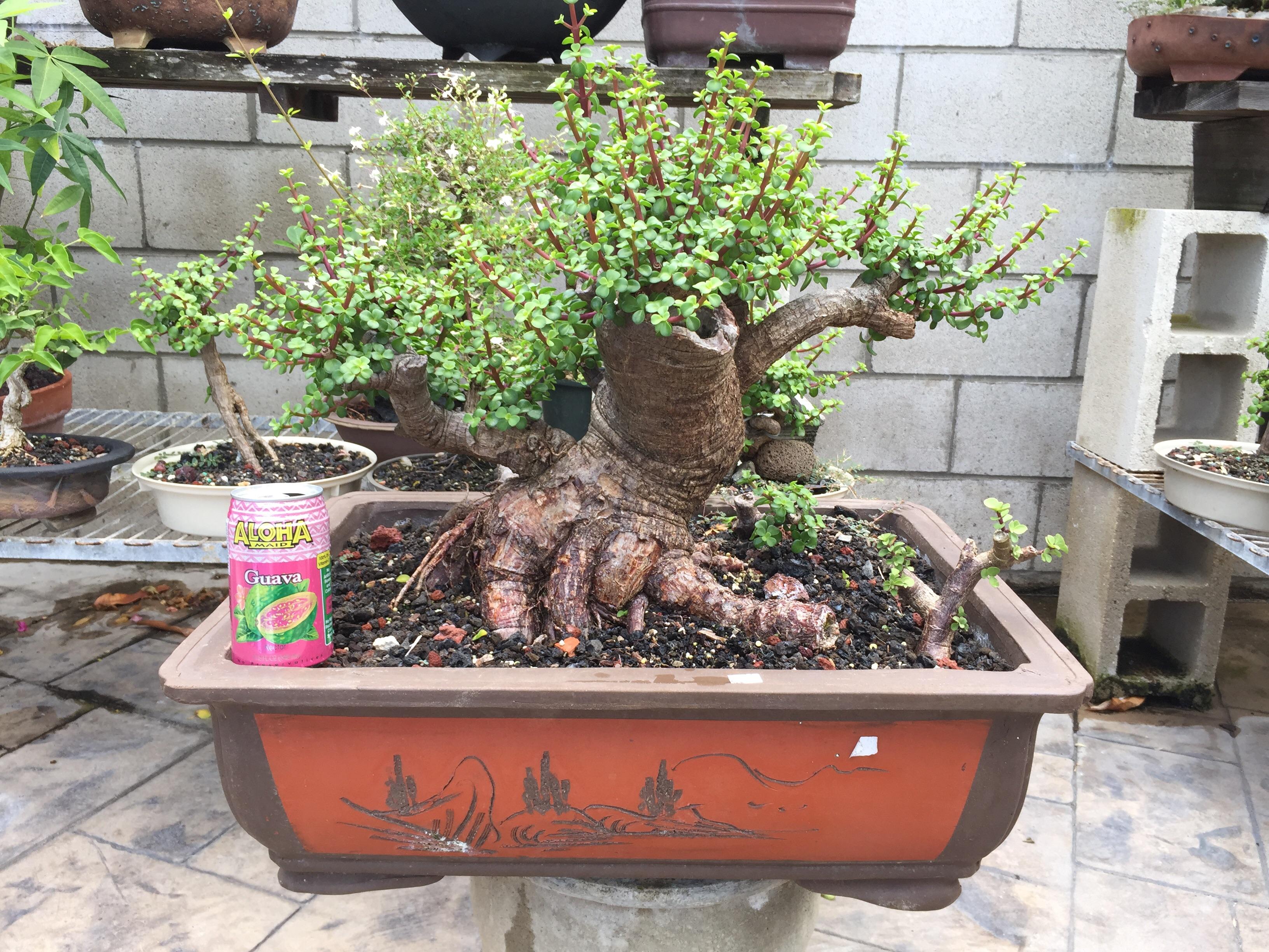 Big Portulacaria Afra Pre Bonsai I Got A Lot Of Response On My Last Post So I Thought I D Share This My Thickest Pre Bonsai In Training At The Moment Bonsai