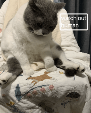 when you wake your cat up to avoid midnight running-arounds, you deserve that look.