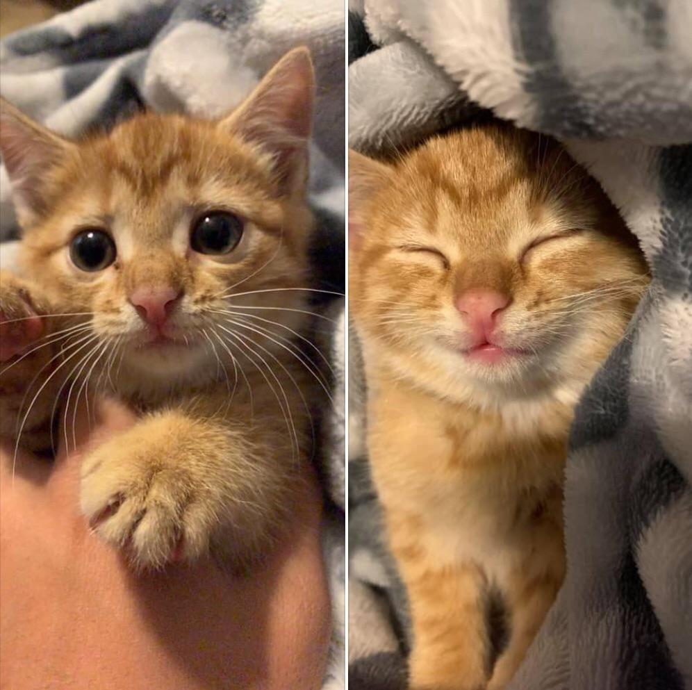Kitten Before And After Being Told She S The Cutest Aww