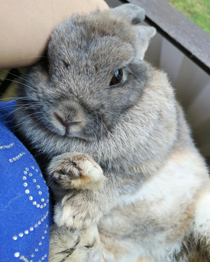 happybunny23