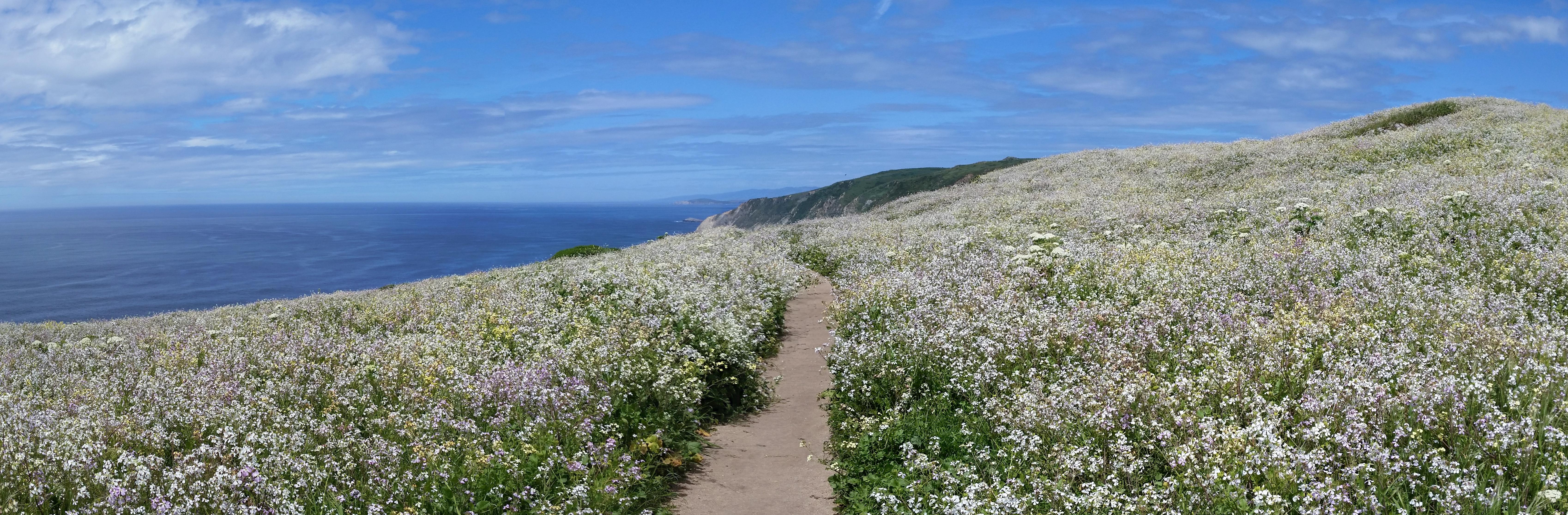 pics Tomales Point Trail Point Reyes National Seashore reddit
