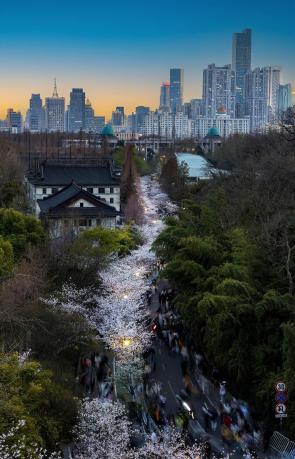 Nanjing’s blossom season, China