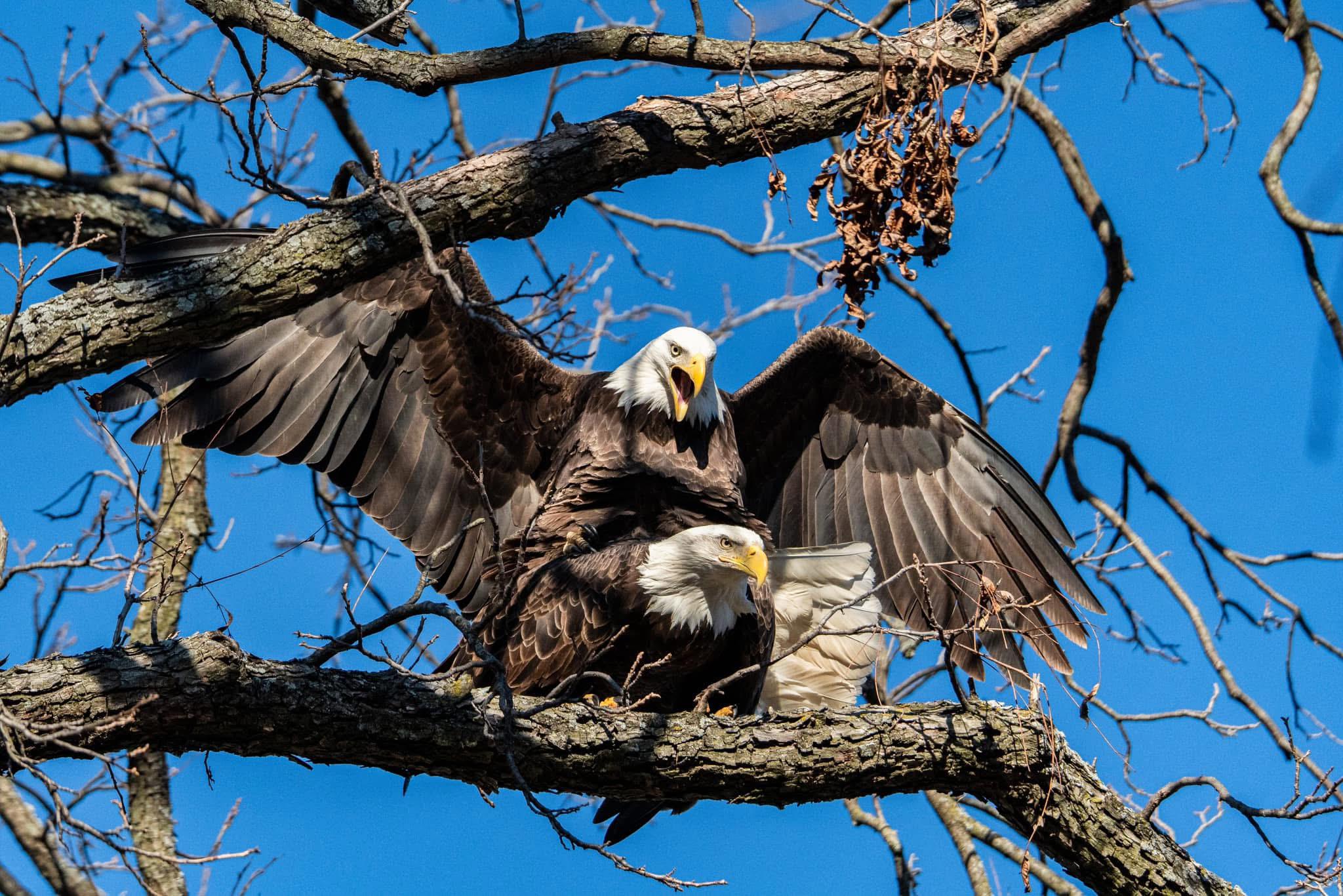 The eagles at white rock wanted everyone to know theyre hard at work trying to get some new baby eaglets on the way! Photo from yesterday : rDallas