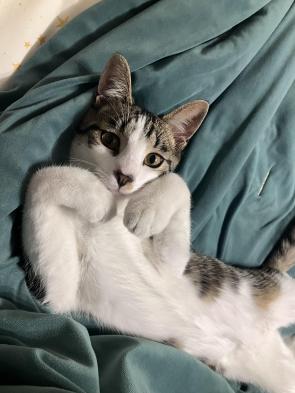 About as cute as it gets