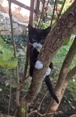 Cat safari
