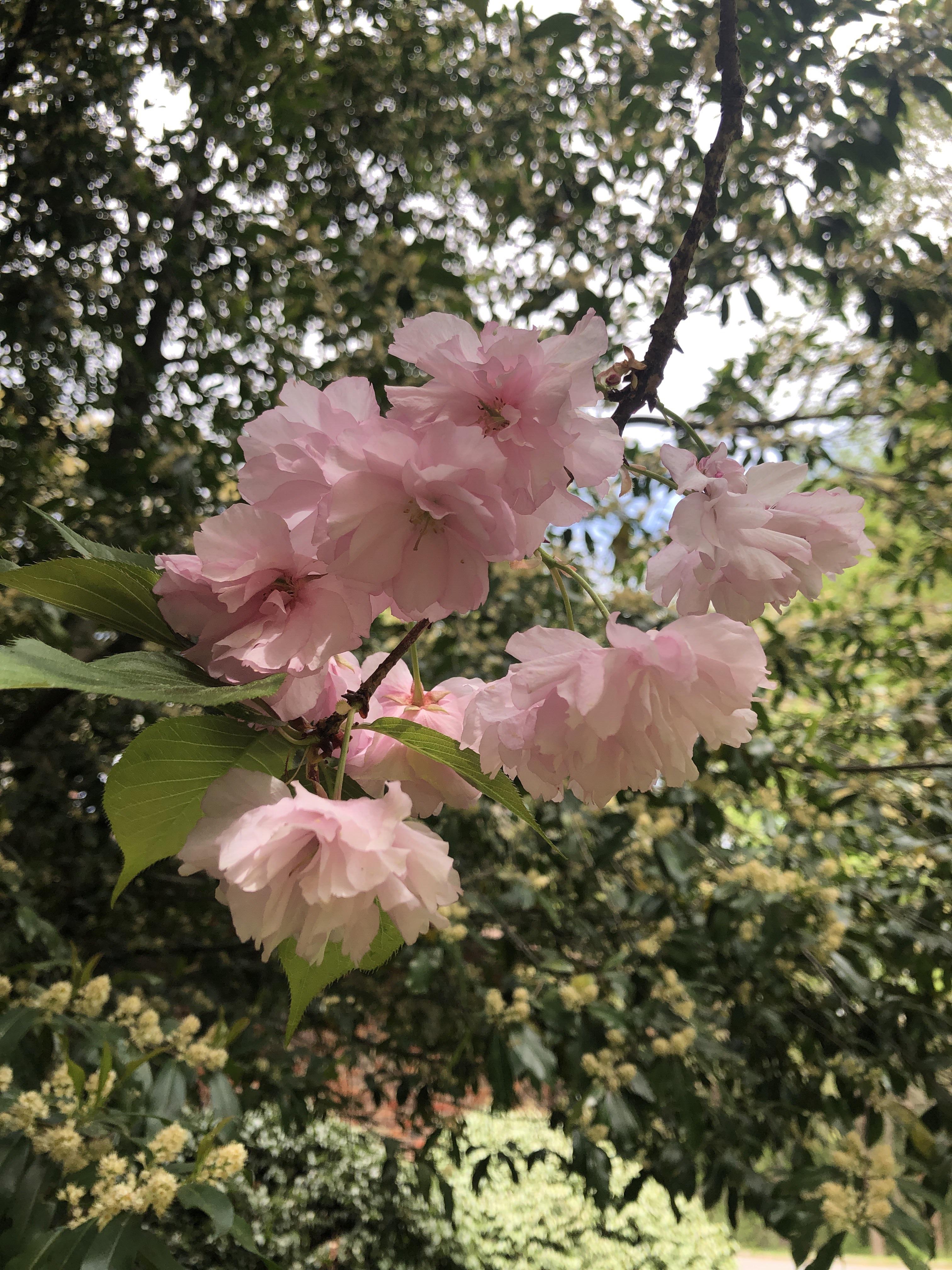 Prunus Cerasus Montmorency Sour Cherry Tree With White Blossoms In Spring Fruit Garden Montreal Botanical Garden Quebec Canada Stock Photo Alamy