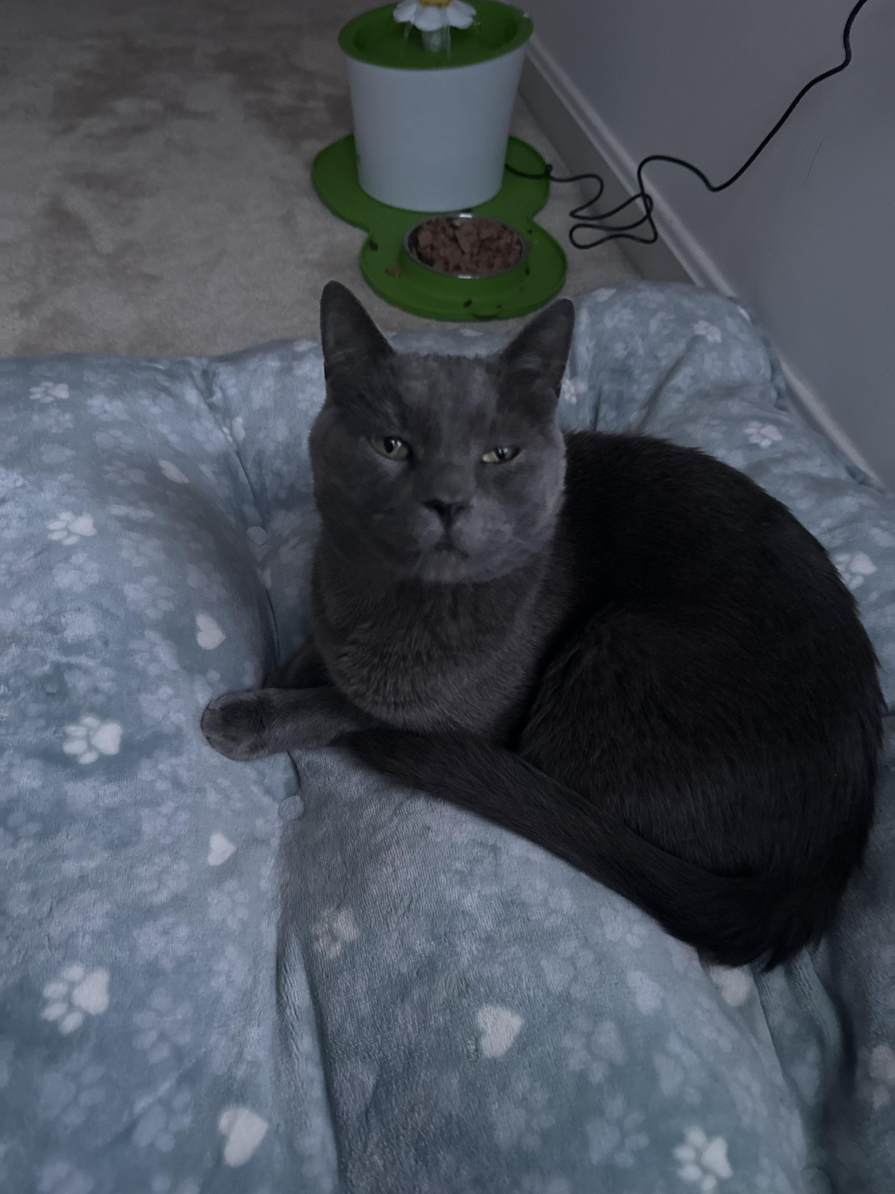 妖狐崽崽今天也很乖？ 